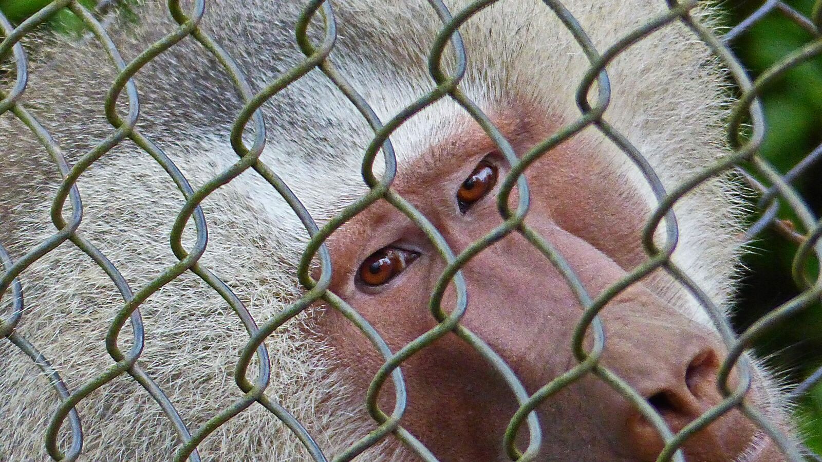 Panasonic Lumix DMC-FZ200 sample photo. Nature, monkey, wild nature photography