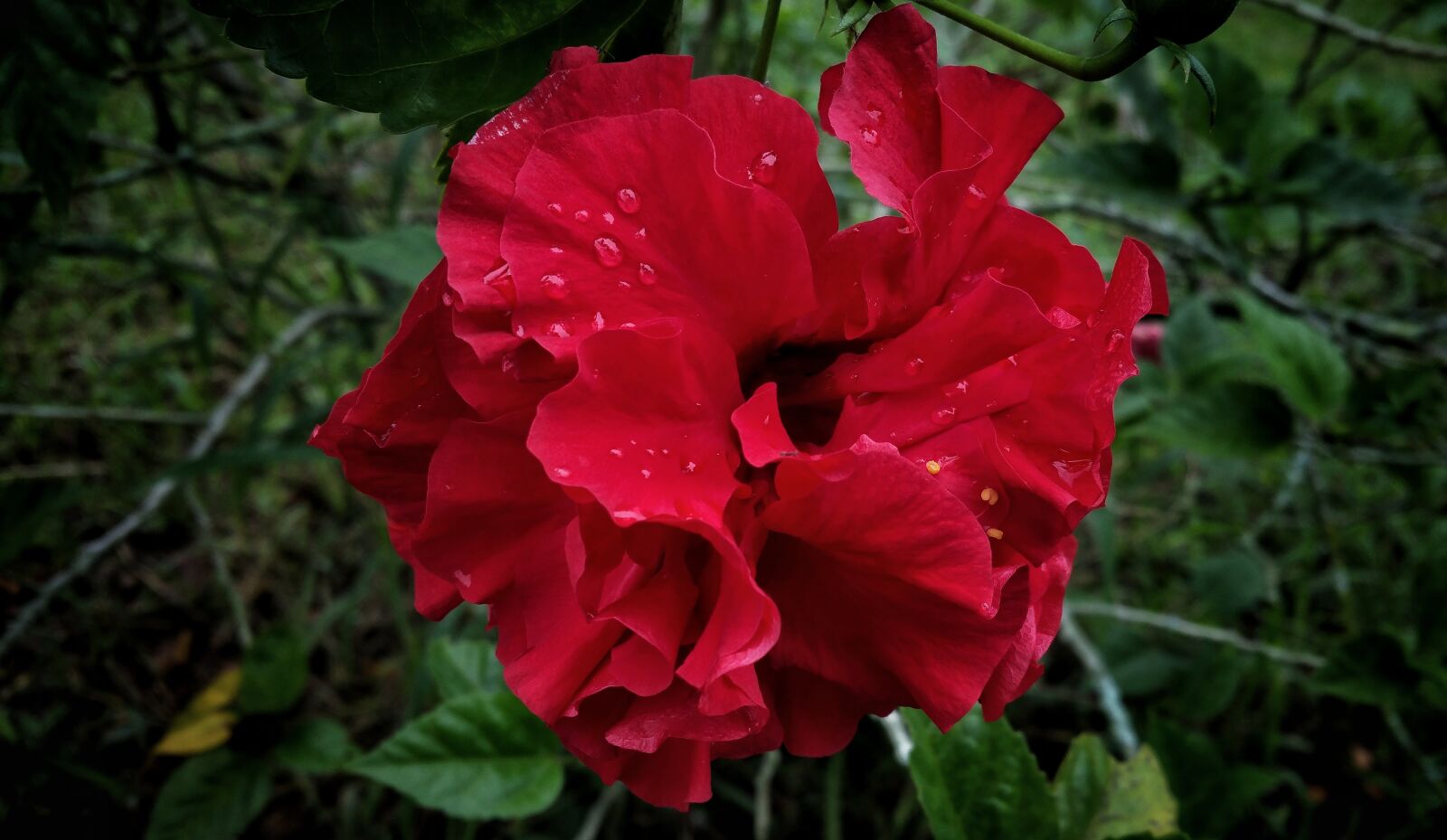 Samsung Galaxy Note4 sample photo. Rose, red, flower photography