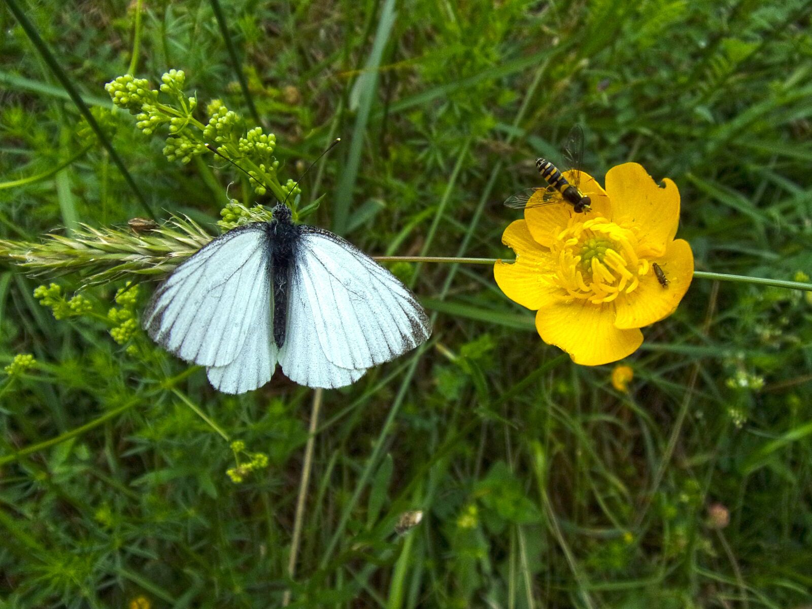 Kodak PIXPRO FZ151 sample photo. Butterfly, insect, nature photography