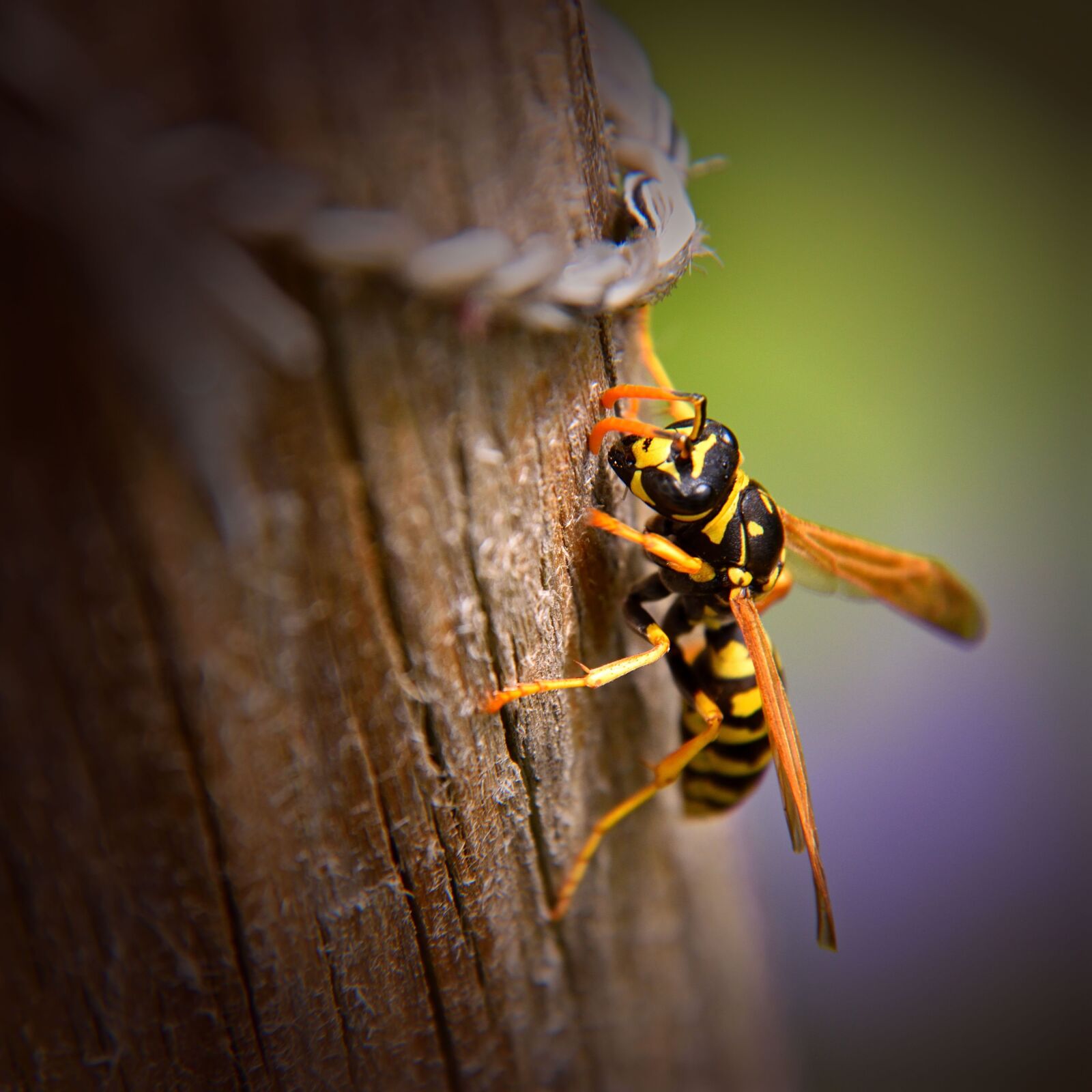 Nikon D5500 sample photo. Wasp, insect, nature photography