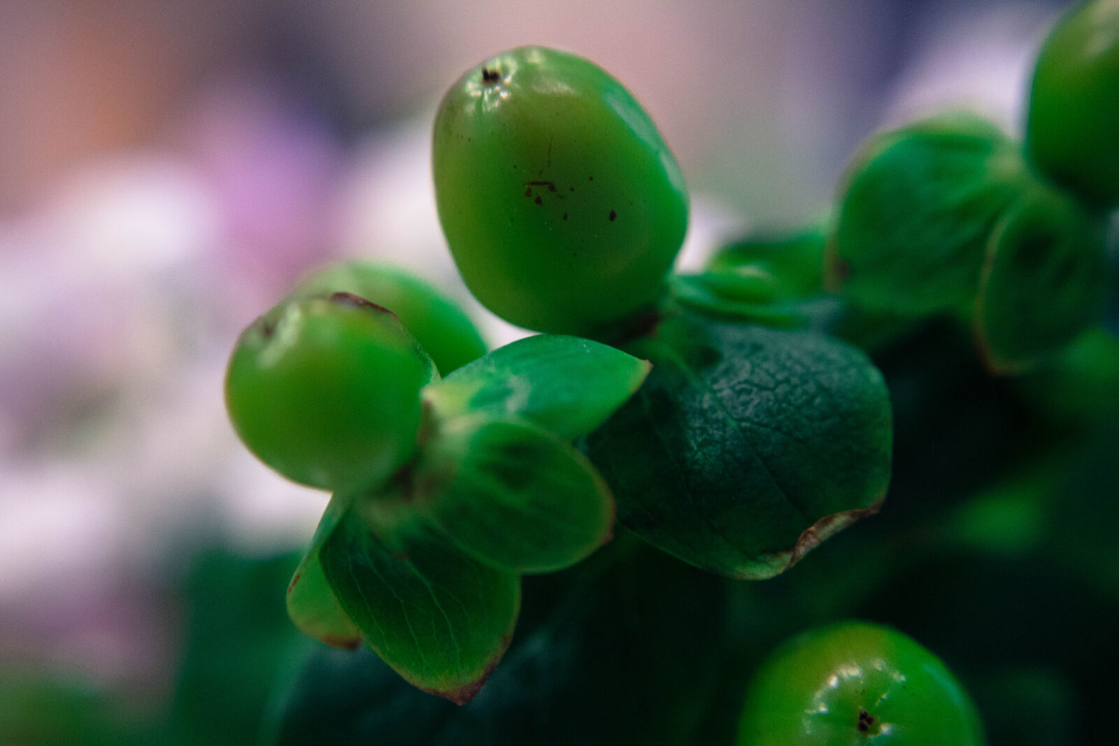 Canon EOS 700D (EOS Rebel T5i / EOS Kiss X7i) sample photo. Berries, green, berries, macro photography