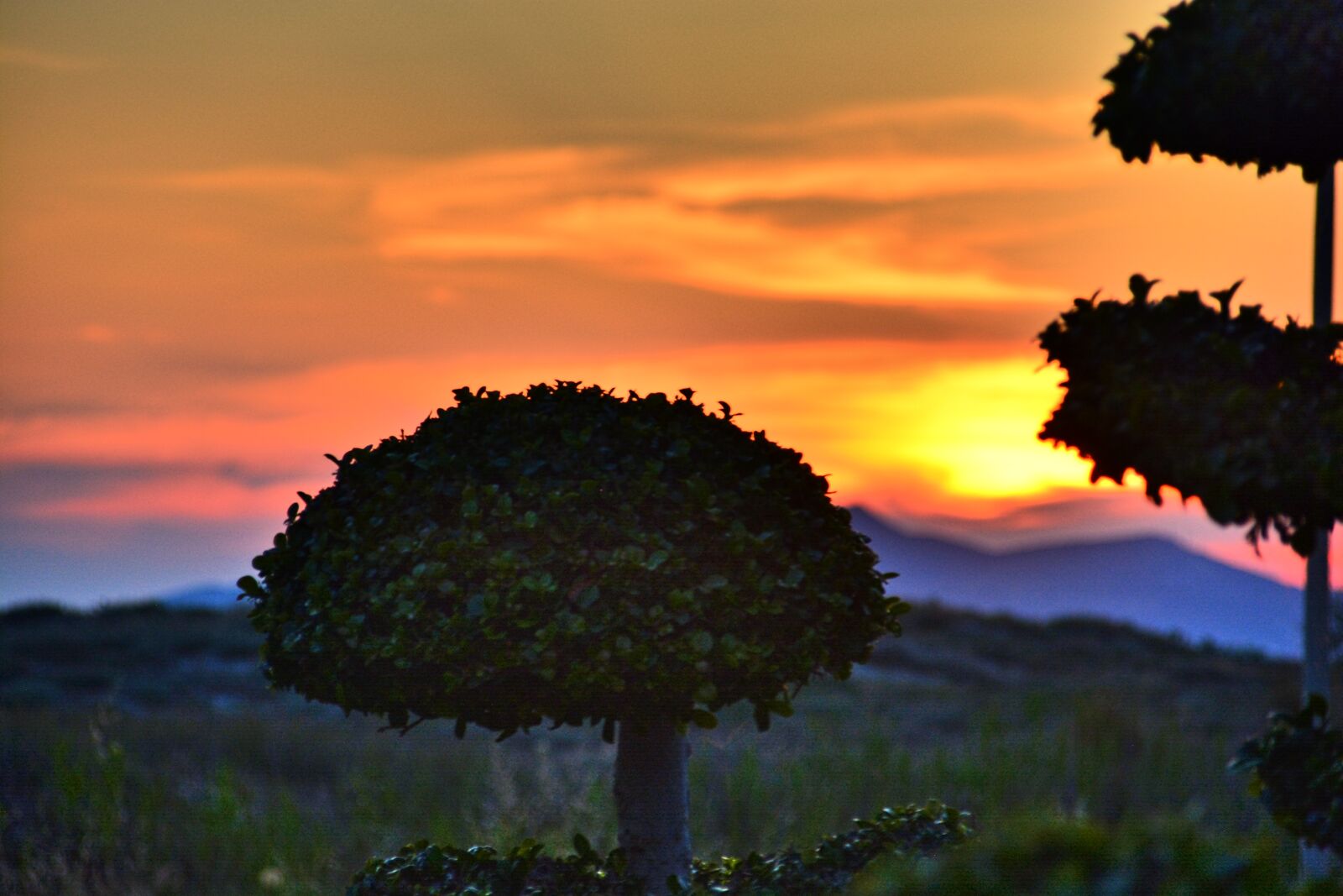 Nikon D5200 sample photo. Tree, sunset, nature photography