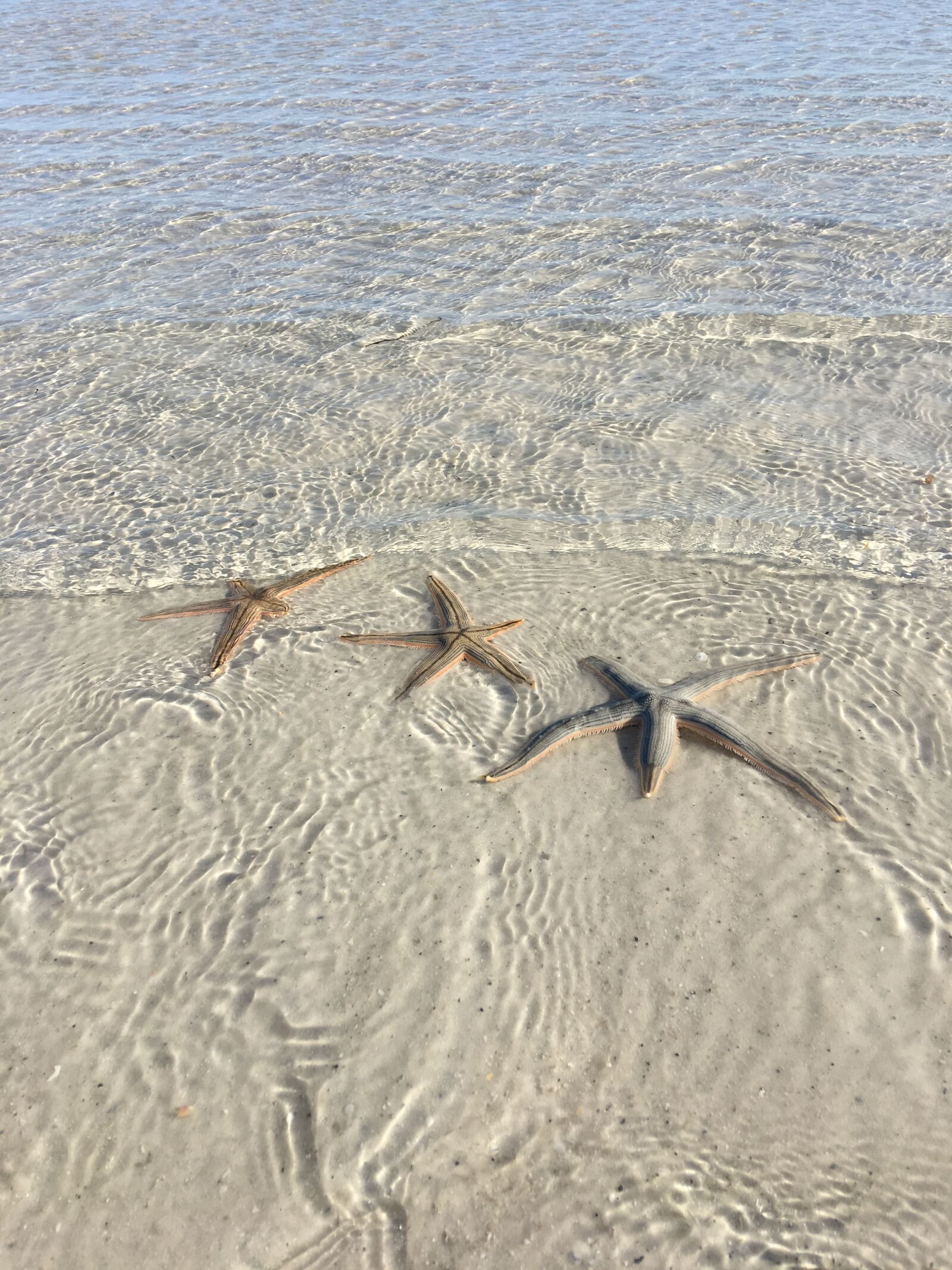 Apple iPhone 6s Plus sample photo. Sea creature, sea life photography