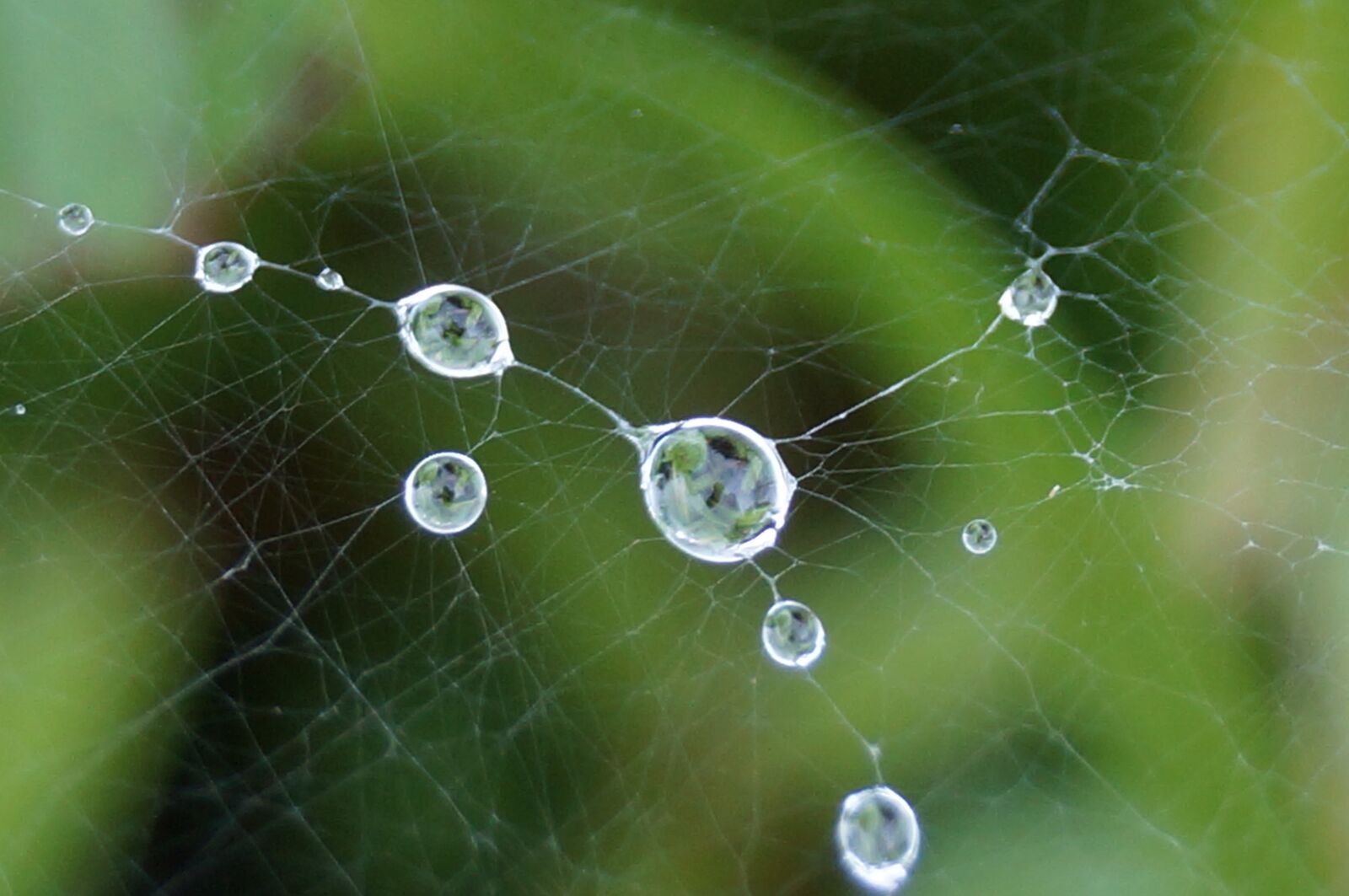 Sony SLT-A57 sample photo. Web, spiderweb, cobweb photography