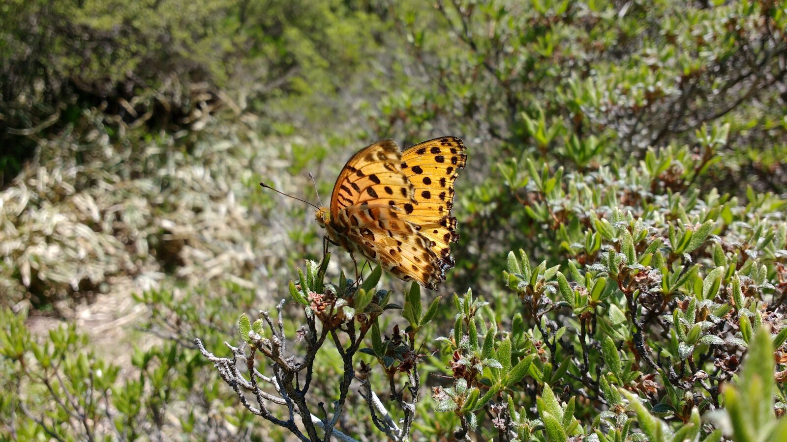 Motorola MotoG3 sample photo. Japan, butterfly, argynnis photography