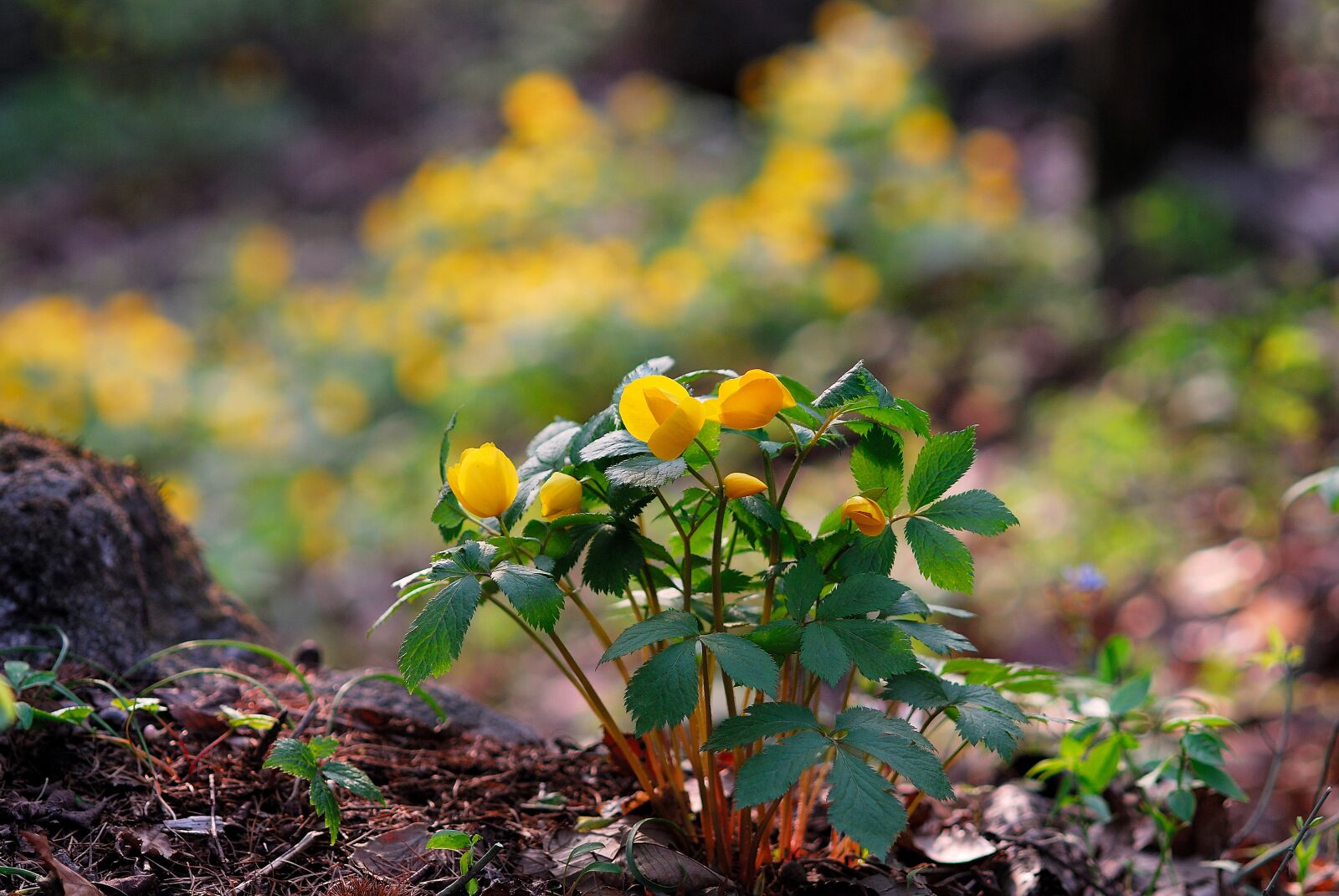 Nikon D200 sample photo. Avoid sprouts, wildflower, spring photography