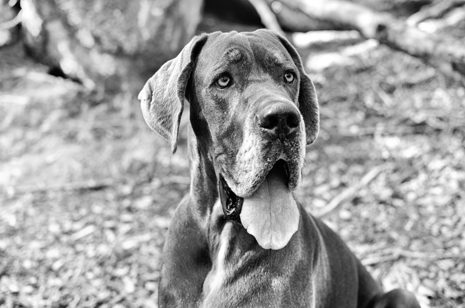 Nikon D5100 sample photo. Great dane, dog, the photography