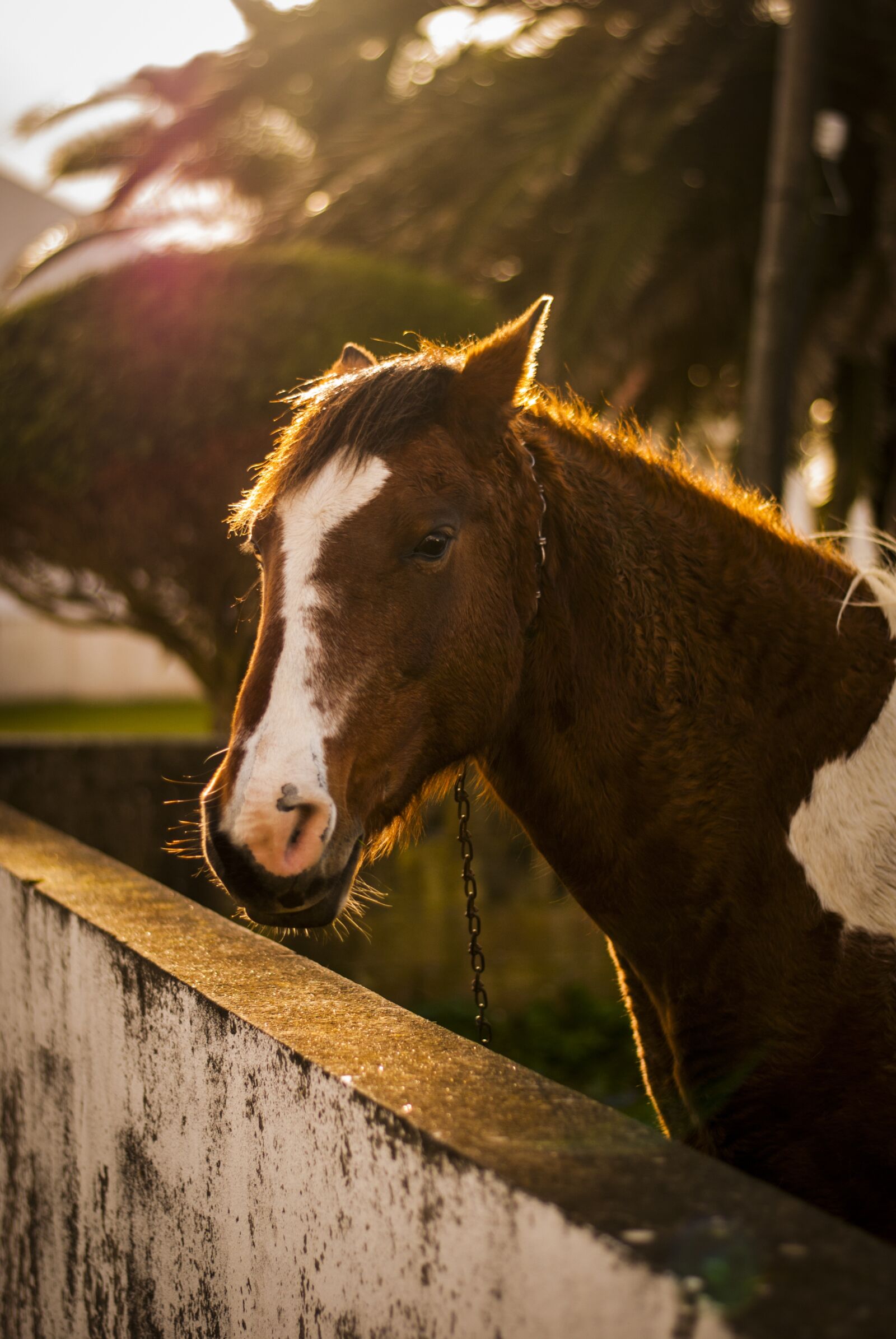 Nikon D3000 sample photo. Horse, animal, field photography