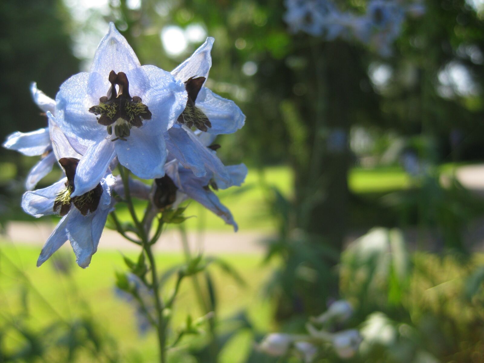 Canon PowerShot SD1100 IS (Digital IXUS 80 IS / IXY Digital 20 IS) sample photo. Flower, blossom, bloom photography