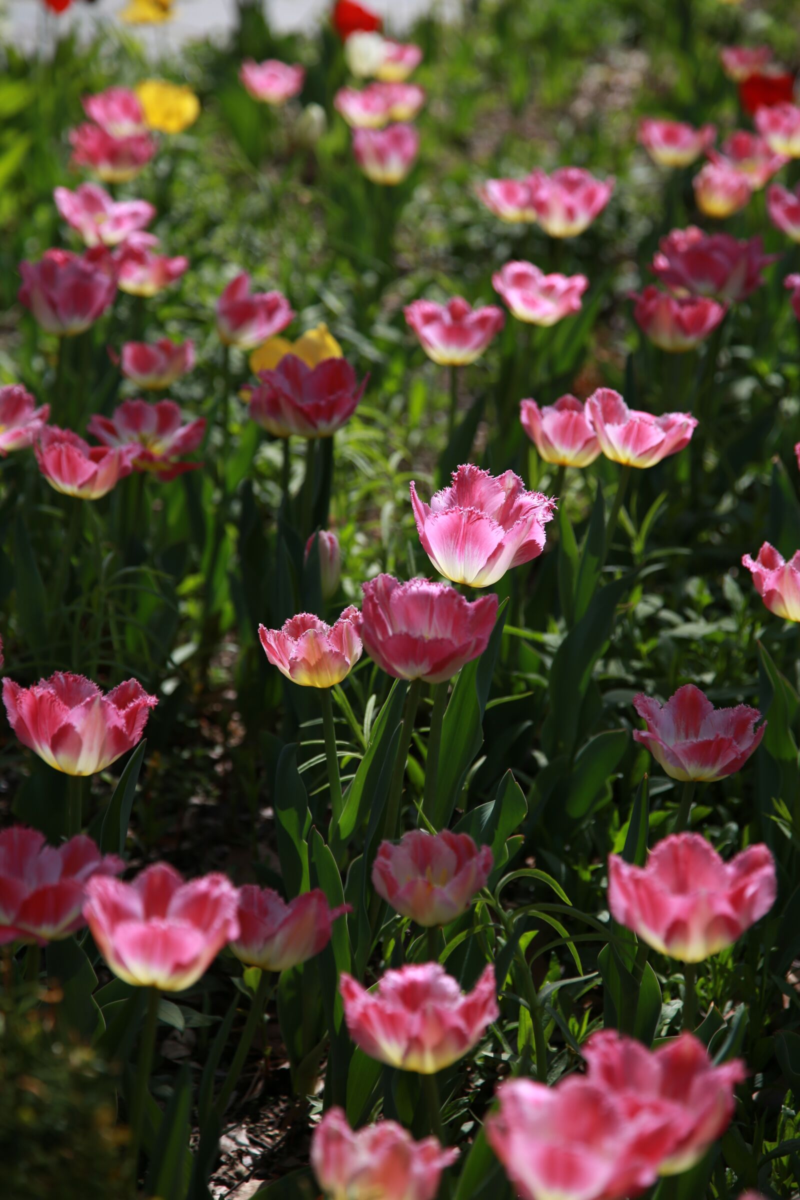 Canon EOS 6D + Canon EF 24-105mm F4L IS USM sample photo. Tulip, garden, nature photography