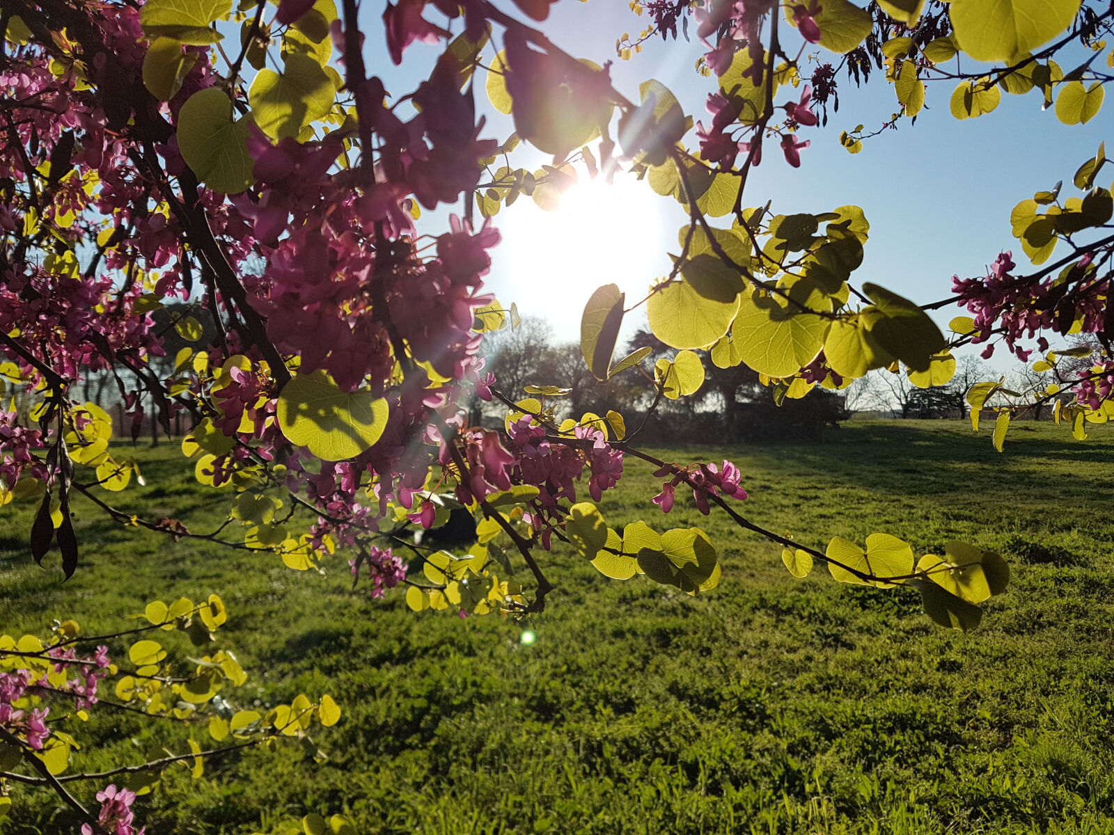 Samsung Galaxy S7 Edge sample photo. Clear, sky, focus, nature photography