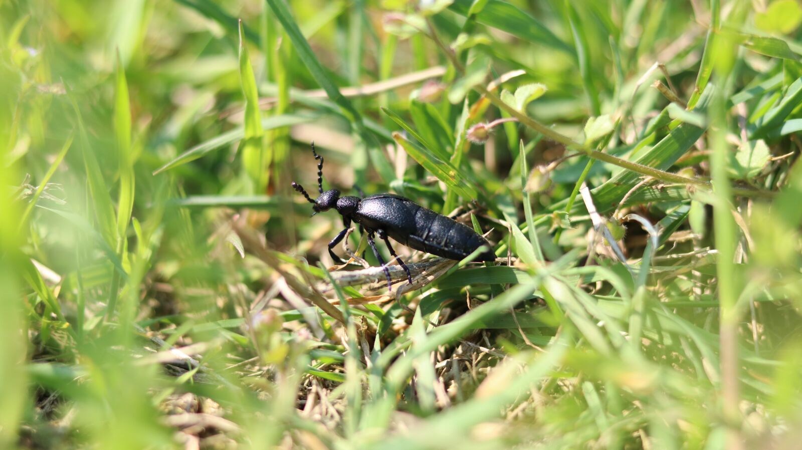 Canon EOS 80D + Canon EF 50mm F1.8 STM sample photo. Beetle, grass, nature photography