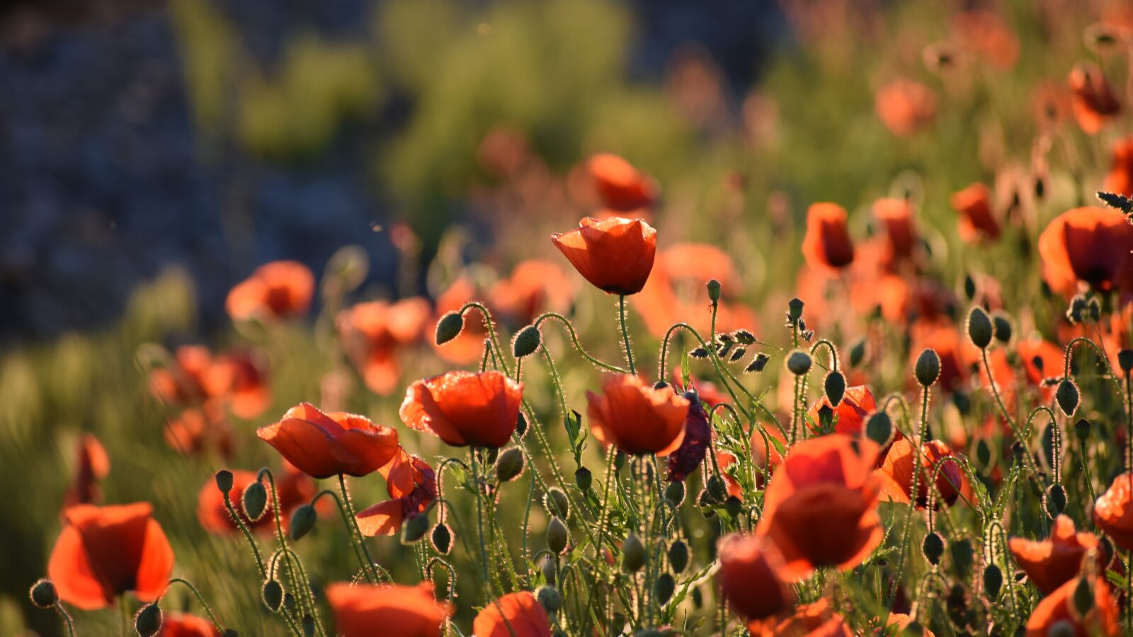 Nikon D3300 sample photo. Red poppys, evening, sunset photography