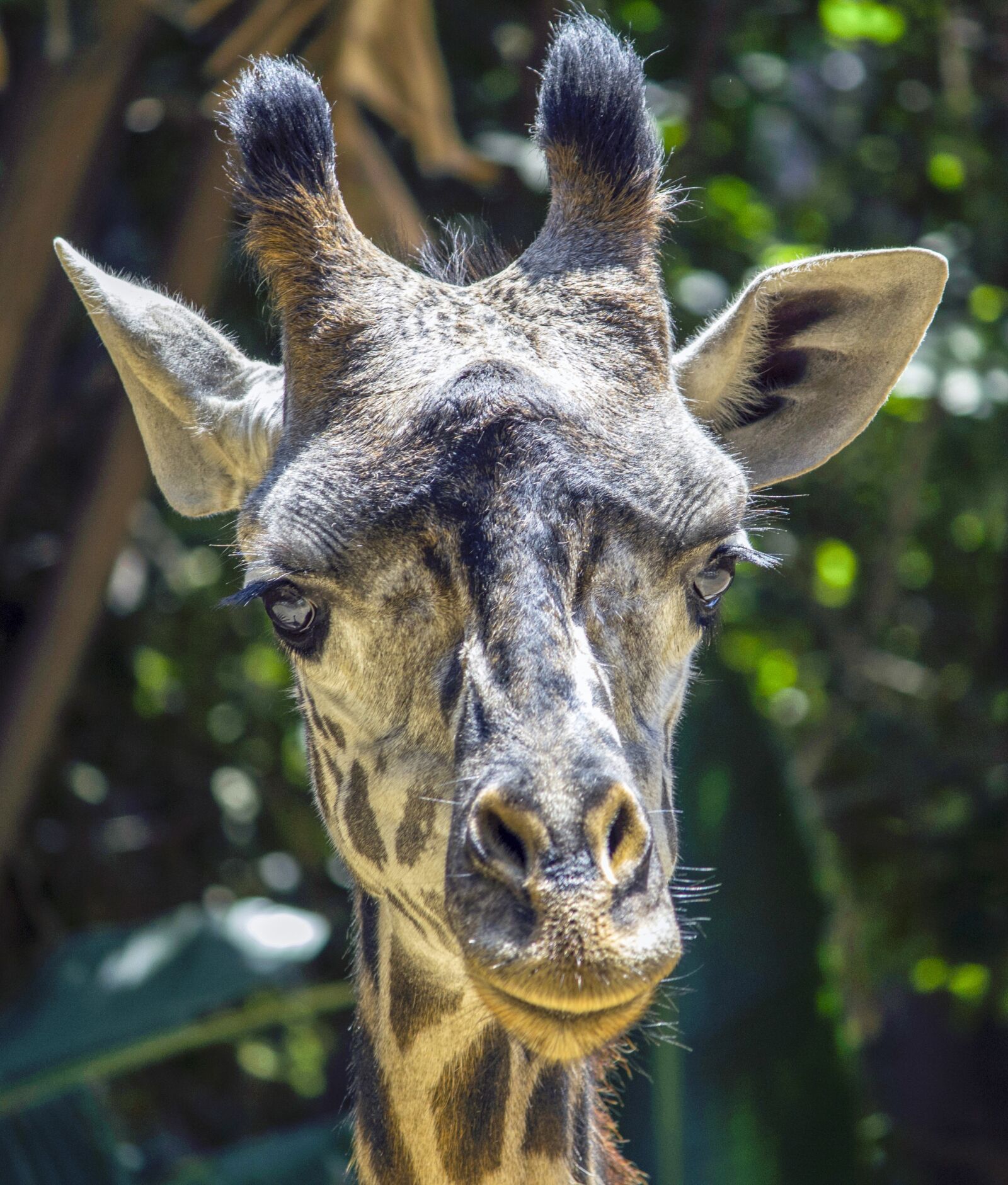 Canon EF-S 55-250mm F4-5.6 IS II sample photo. Giraffe, animal, neck photography