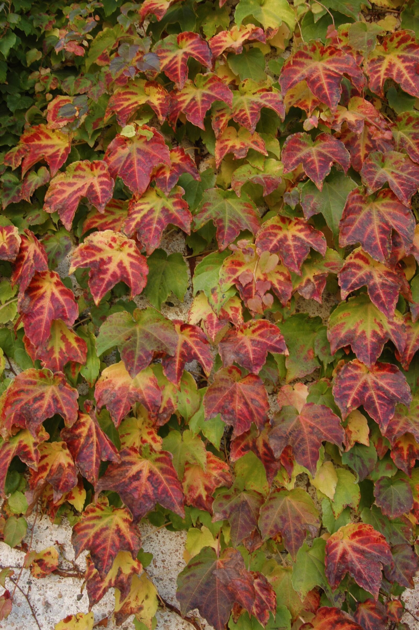 Nikon D70 sample photo. Fall, leaves, autumn photography