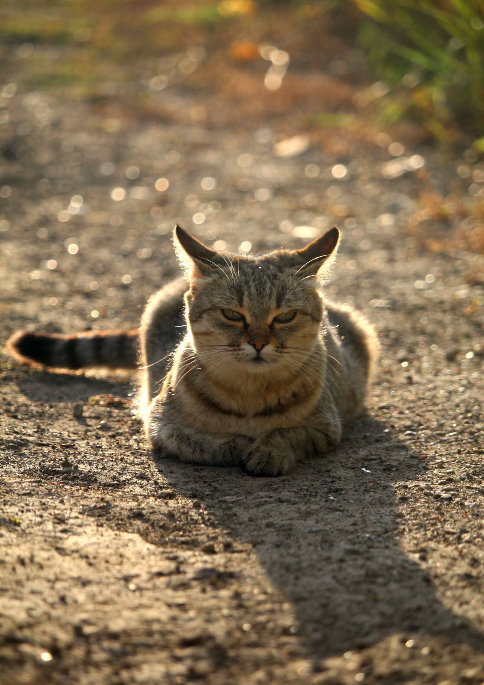 Canon EOS 1200D (EOS Rebel T5 / EOS Kiss X70 / EOS Hi) sample photo. Cat, light, nature photography