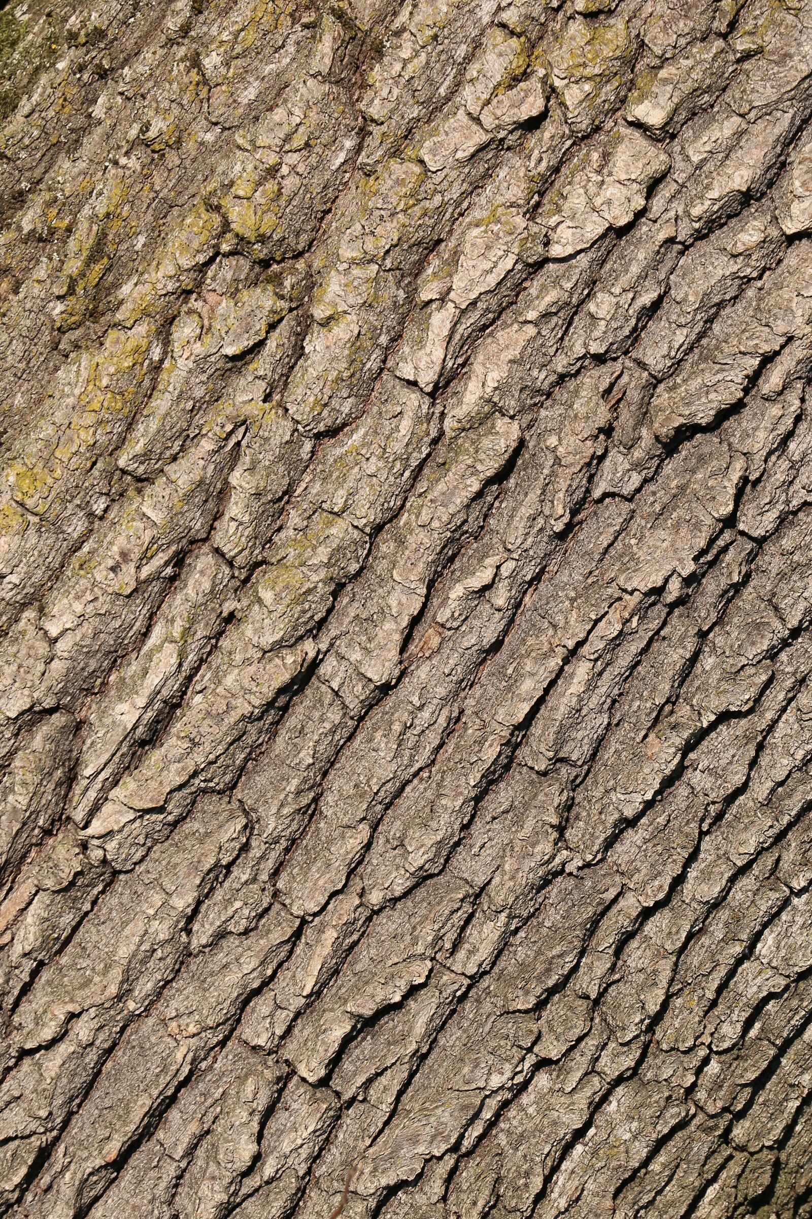 Canon EF 70-300 F4-5.6 IS II USM sample photo. Tree bark, forest, nature photography
