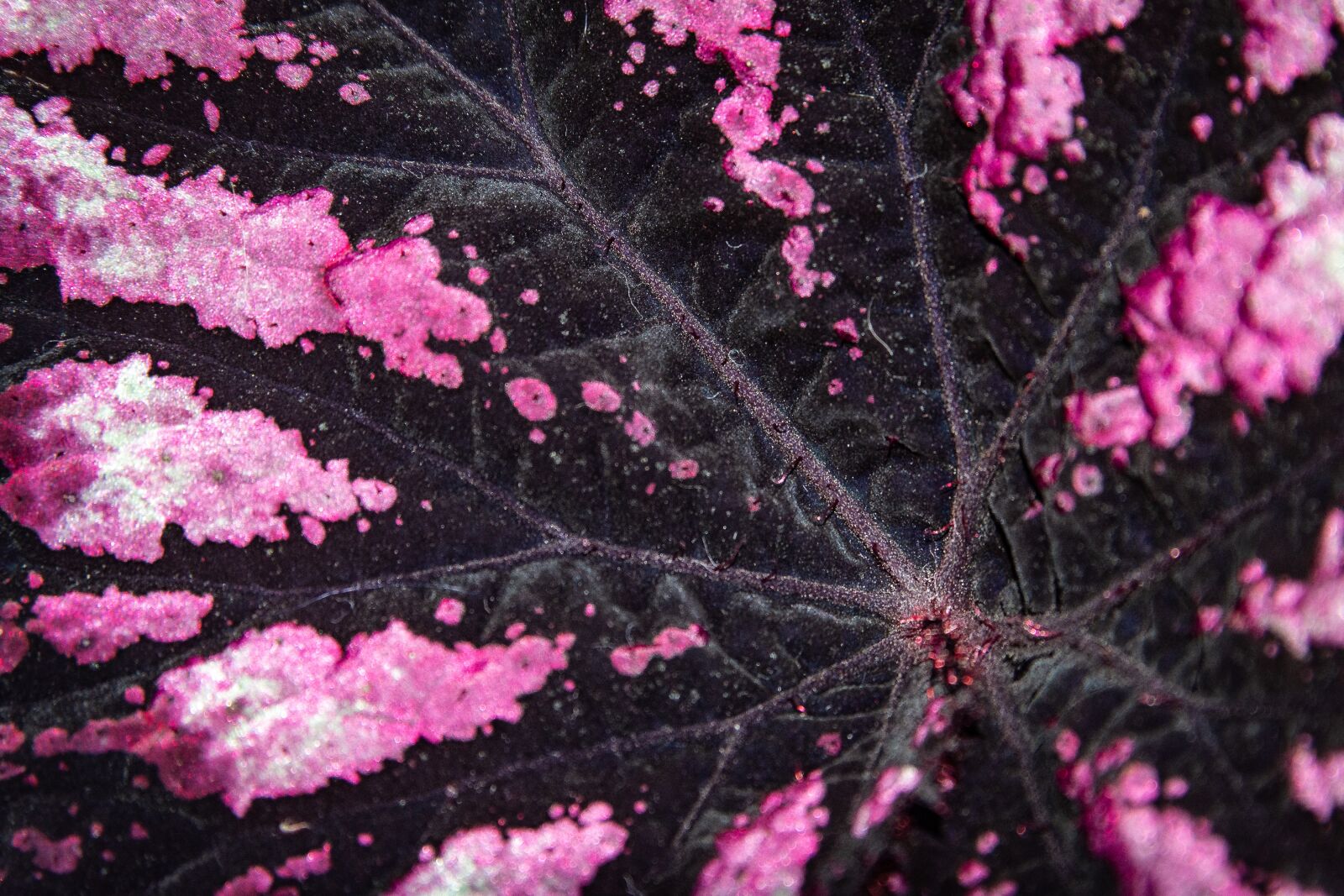 Nikon D7200 sample photo. Pink, plant, flower photography