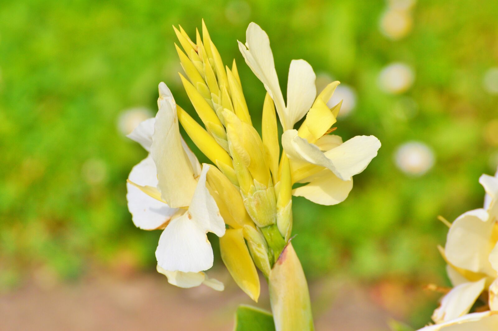 Nikon D3200 sample photo. Indian flower tube, australian photography