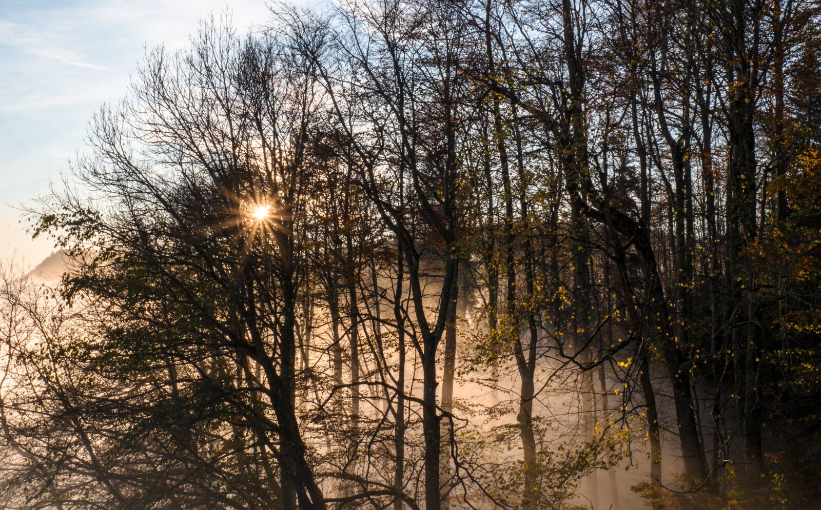 Panasonic Lumix DC-G9 sample photo. Fog, sun, forest photography