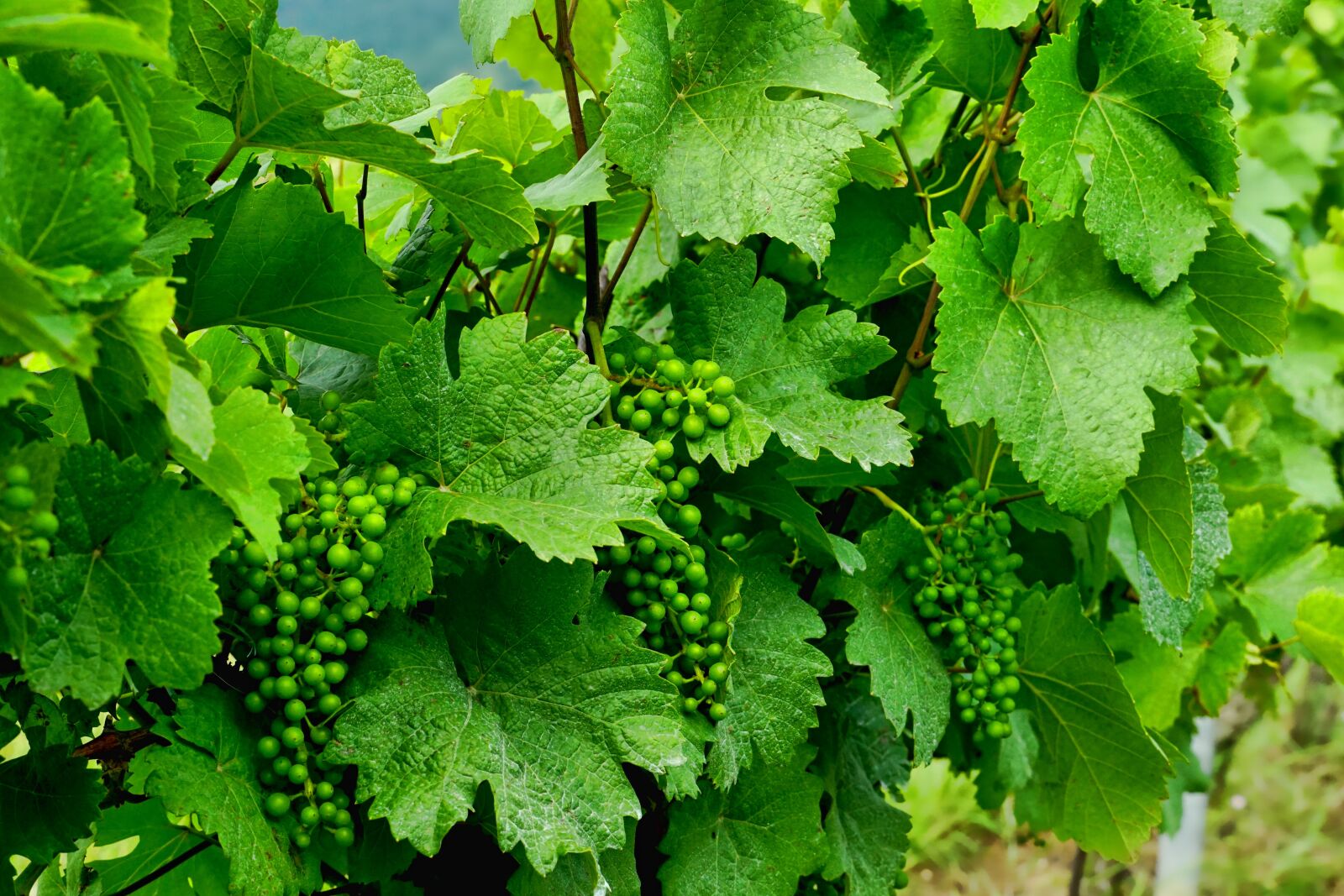 Sony E 18-135mm F3.5-5.6 OSS sample photo. Nature, plant, grapevine photography