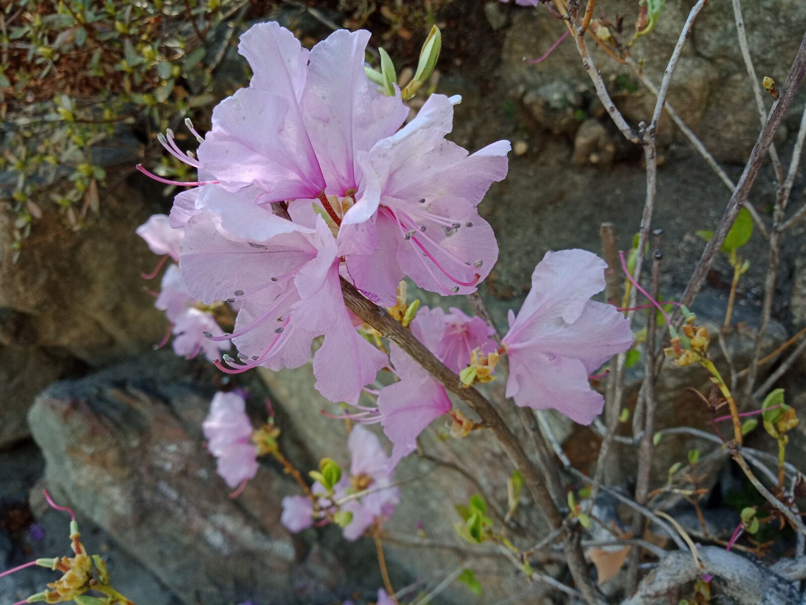 OPPO A83(2018) sample photo. Azalea, flowers, spring photography