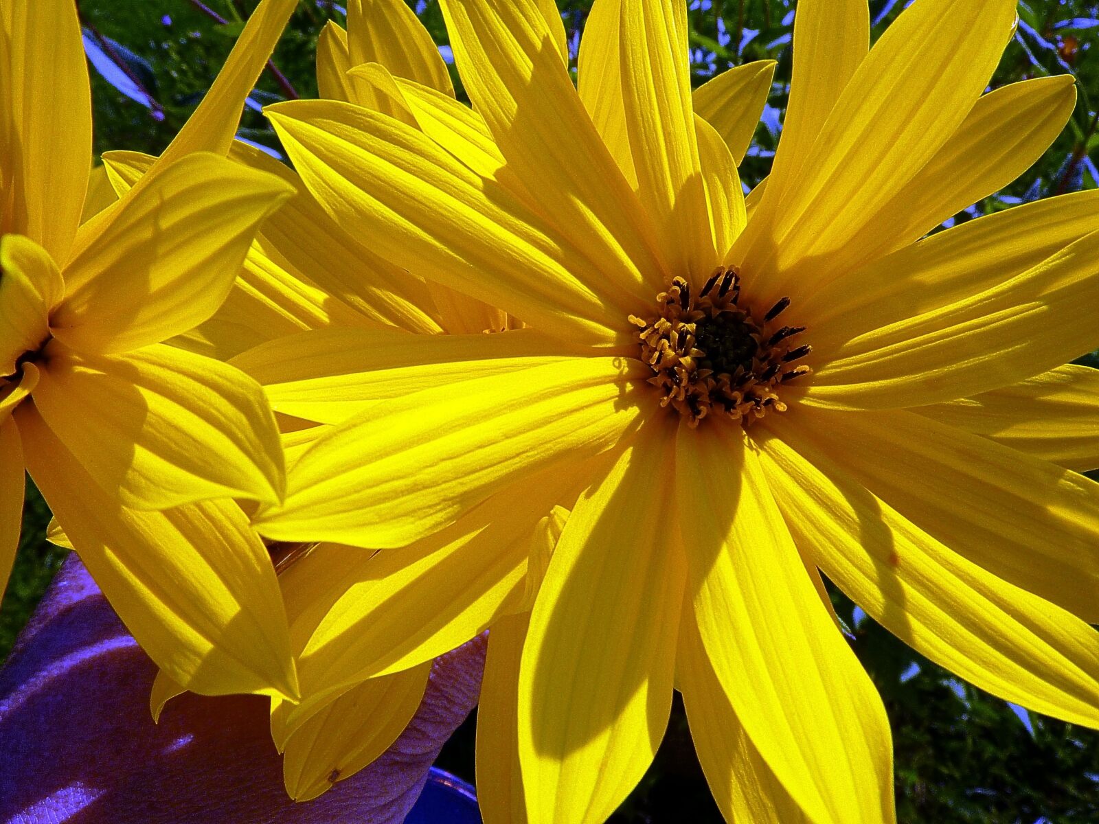 Panasonic DMC-TZ7 sample photo. Flowers, yellow, sunflower photography