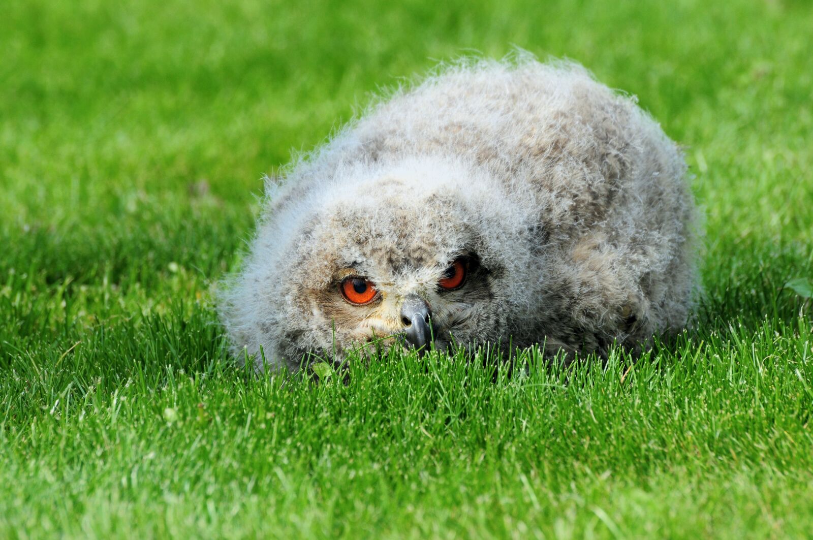 Nikon D300 sample photo. Eagle owl, young bird photography