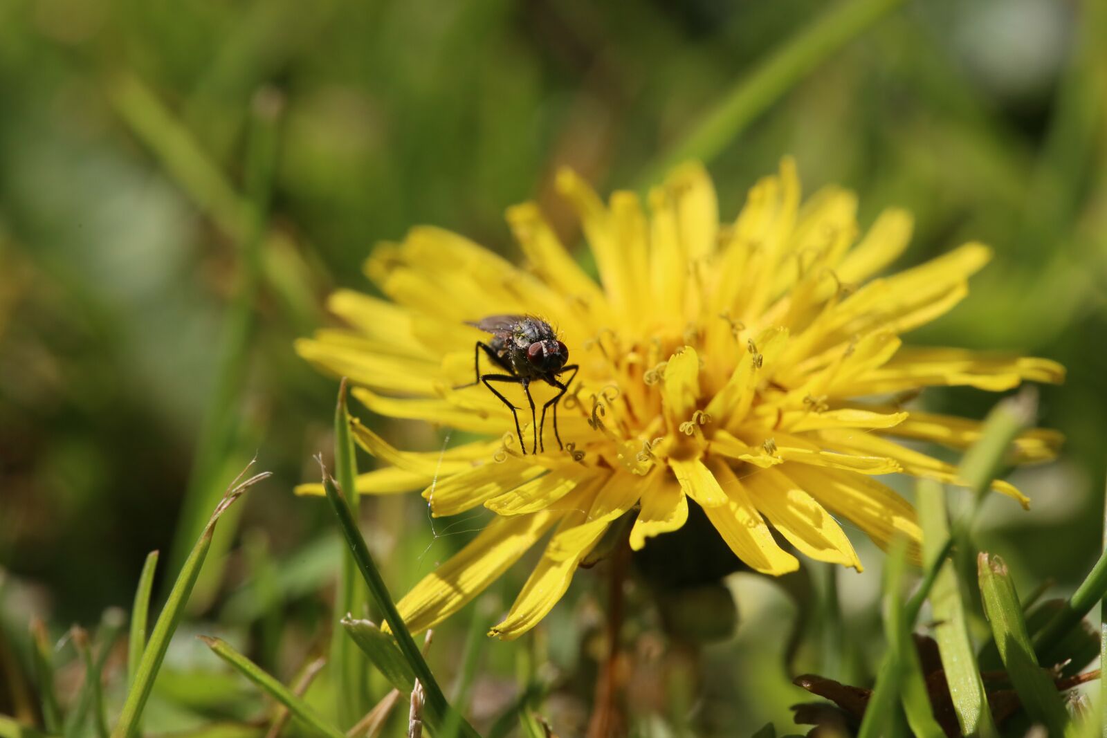 Canon EF 100mm F2.8L Macro IS USM sample photo. Flower, insect, beetle photography