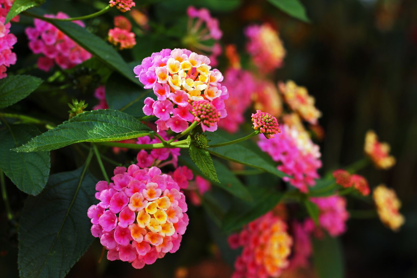 Canon EOS 700D (EOS Rebel T5i / EOS Kiss X7i) sample photo. Lantana, balcony plant, summer photography