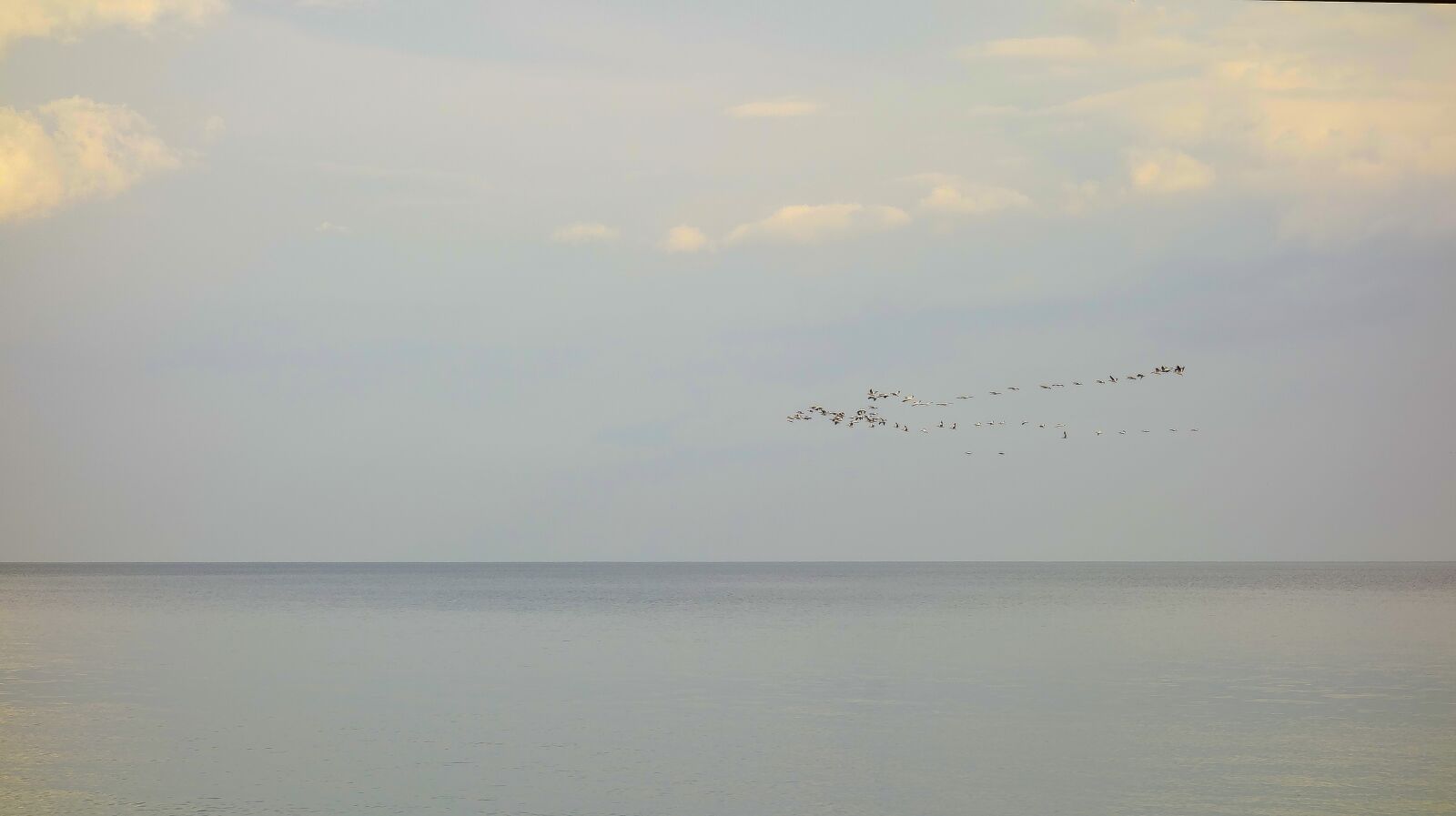 Sony Cyber-shot DSC-RX100 sample photo. Sea, birds, wedge photography