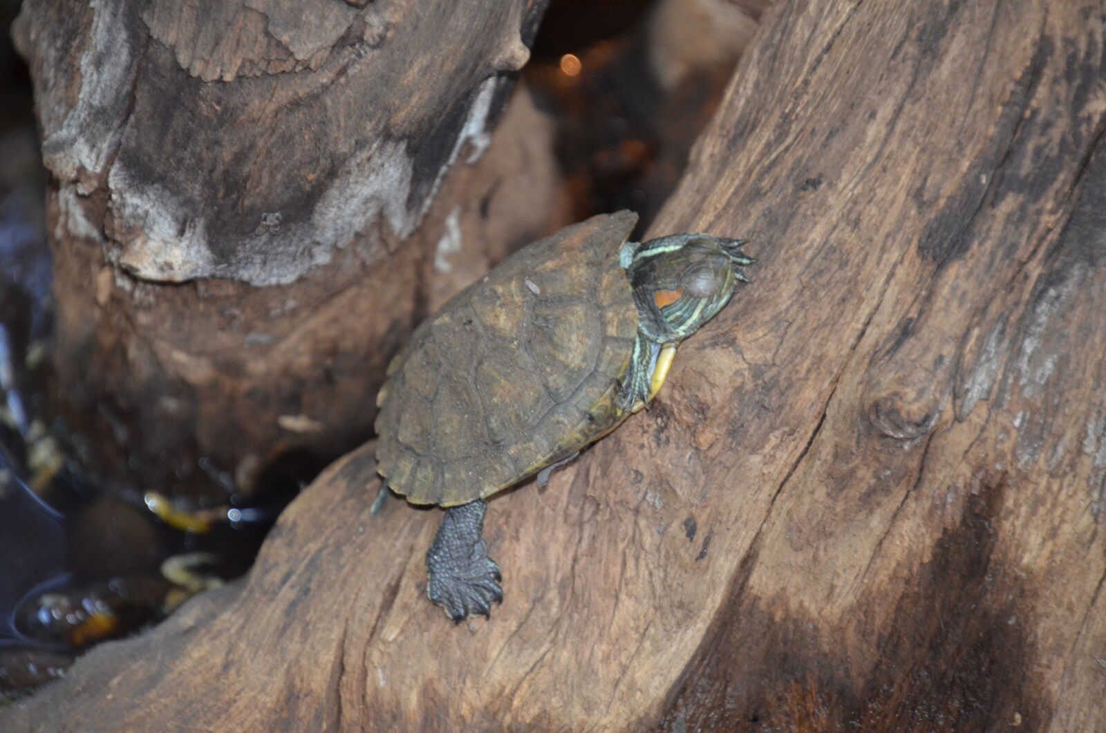 Nikon D7000 sample photo. Camouflage, tiny, tortoise, tree photography