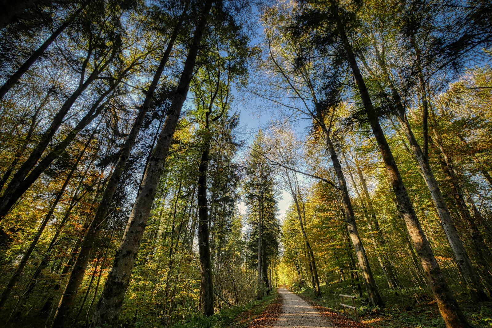 Panasonic Lumix DMC-GX8 sample photo. Forest, sky, perspective photography