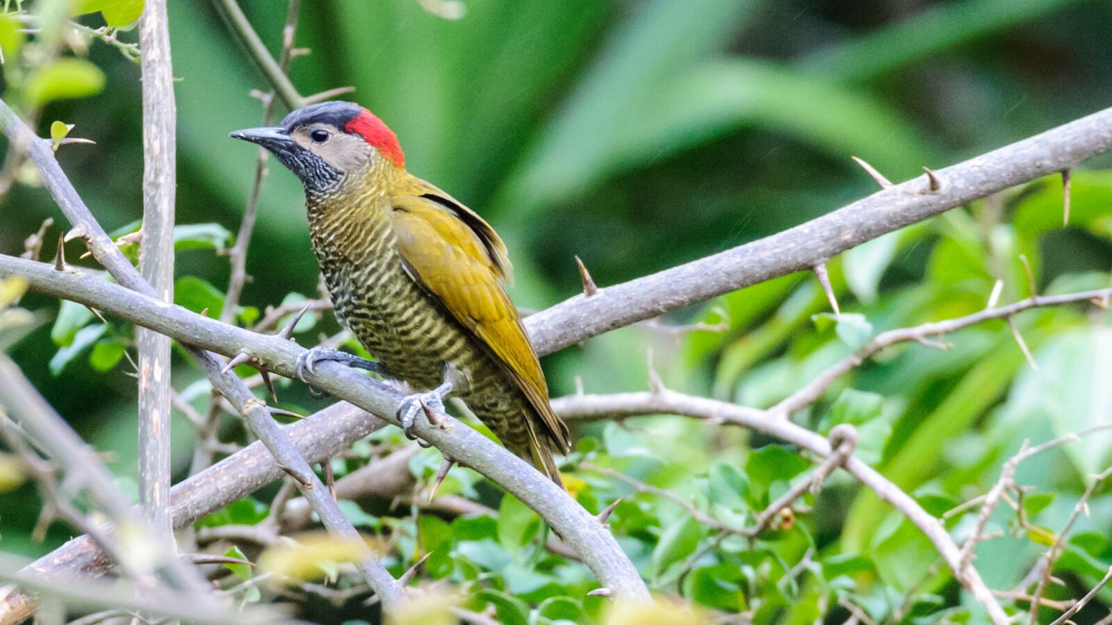 Tamron SP 150-600mm F5-6.3 Di VC USD sample photo. Bird, nature, wildlife photography