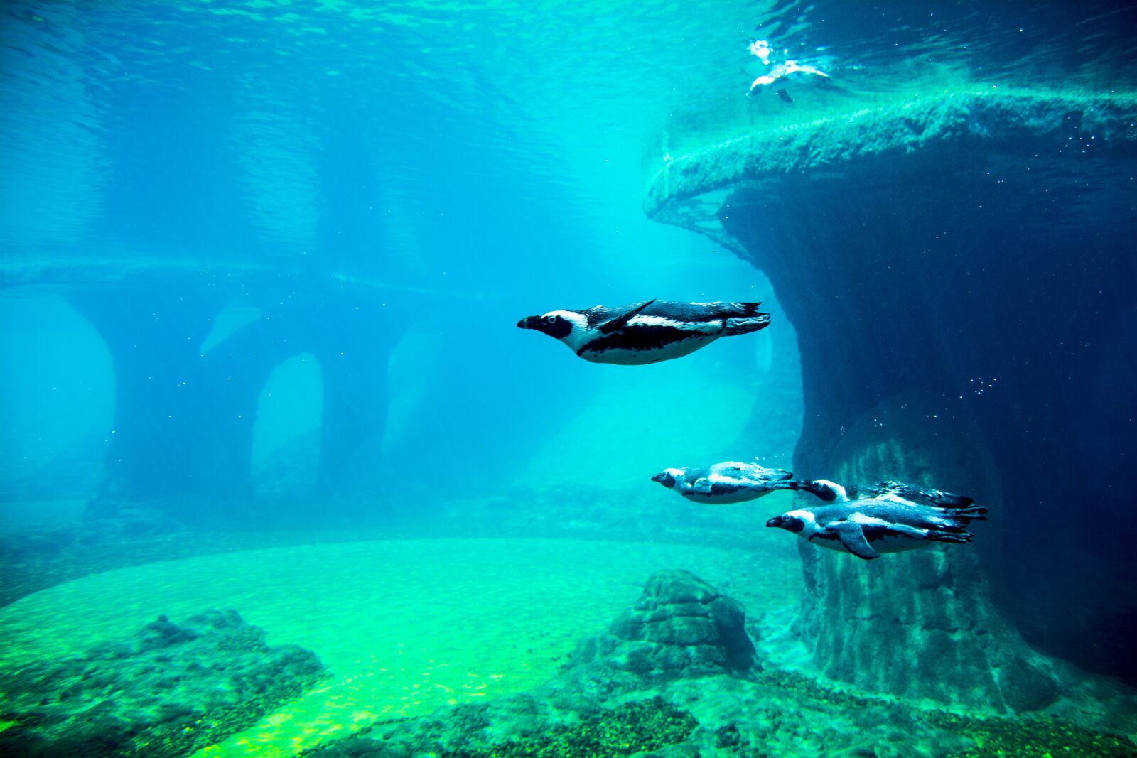 Nikon D7100 sample photo. Penguins, aquarium, water photography