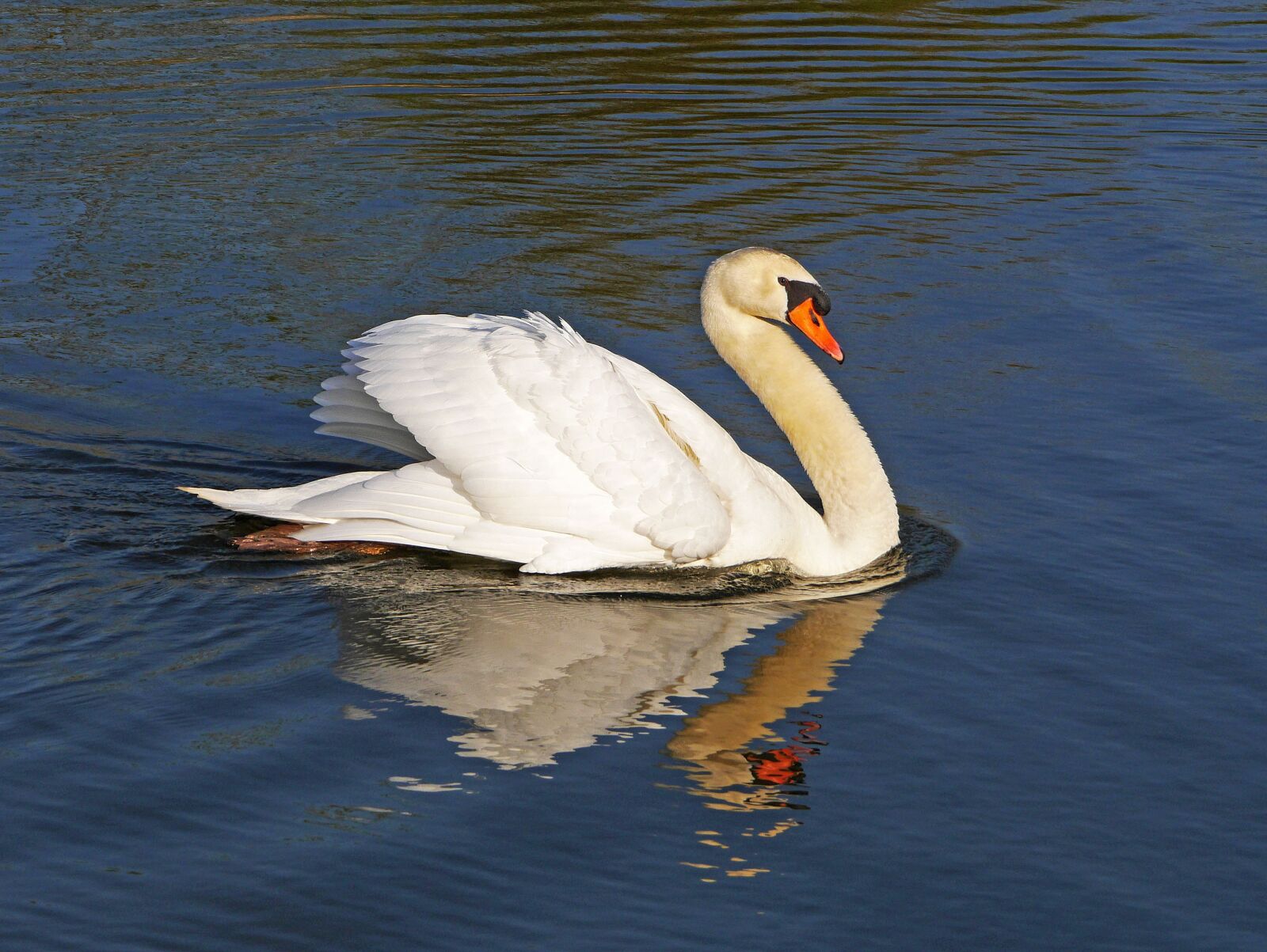 Panasonic Lumix DMC-GH3 sample photo. Swan, impressive pose, attack photography