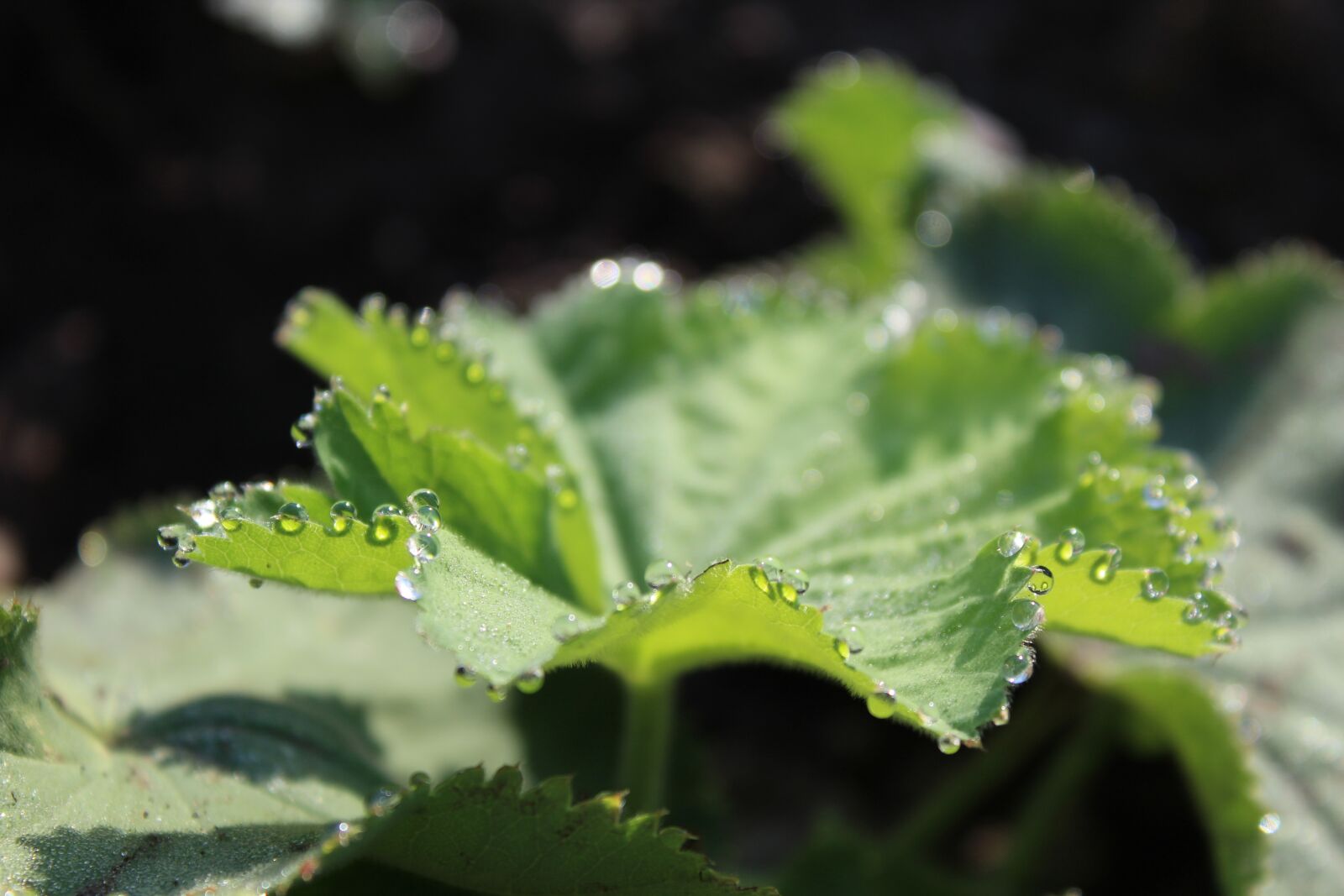Canon EOS 1200D (EOS Rebel T5 / EOS Kiss X70 / EOS Hi) sample photo. Frauenmantel, leaf, drop of photography