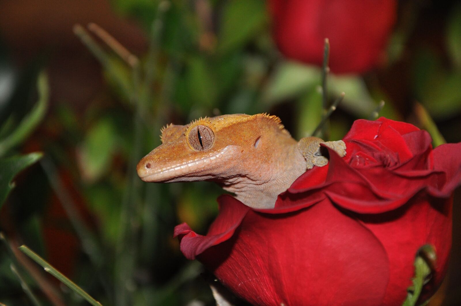 Nikon D90 sample photo. Animal, lizard, gecko photography