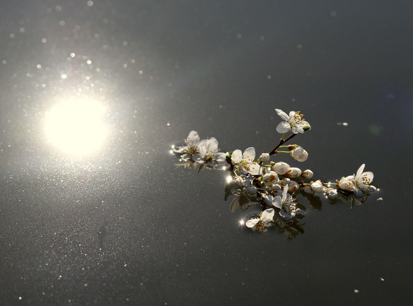 Canon EF-S 60mm F2.8 Macro USM sample photo. Flowers, white, casey photography