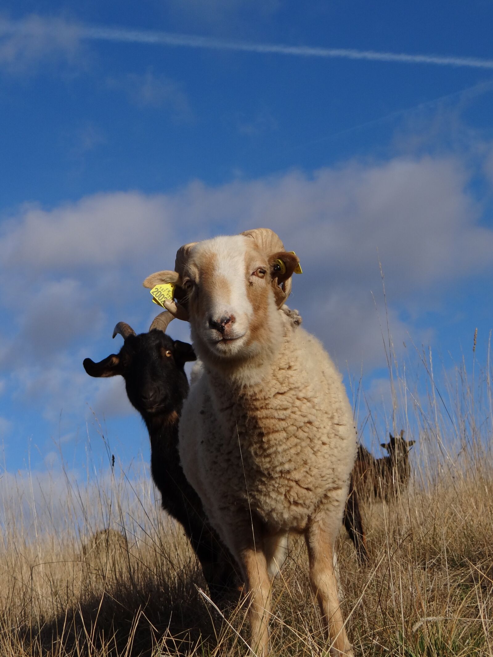 Sony Cyber-shot DSC-HX100V sample photo. Sheep, wool, animals photography
