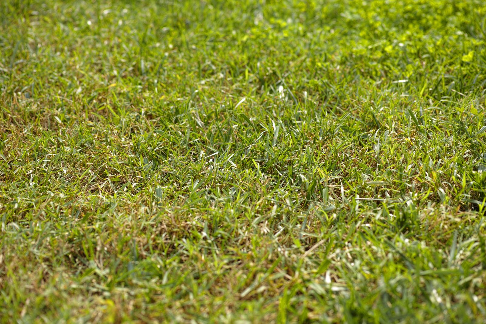 Sigma DP3 Merrill sample photo. Grass, texture, rural photography