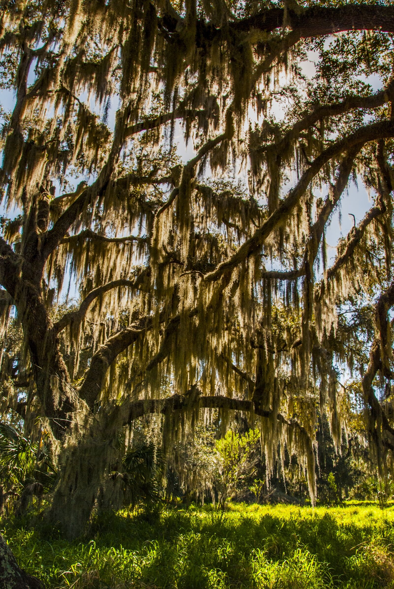 Nikon D40X sample photo. Oak, moss, sunrise photography