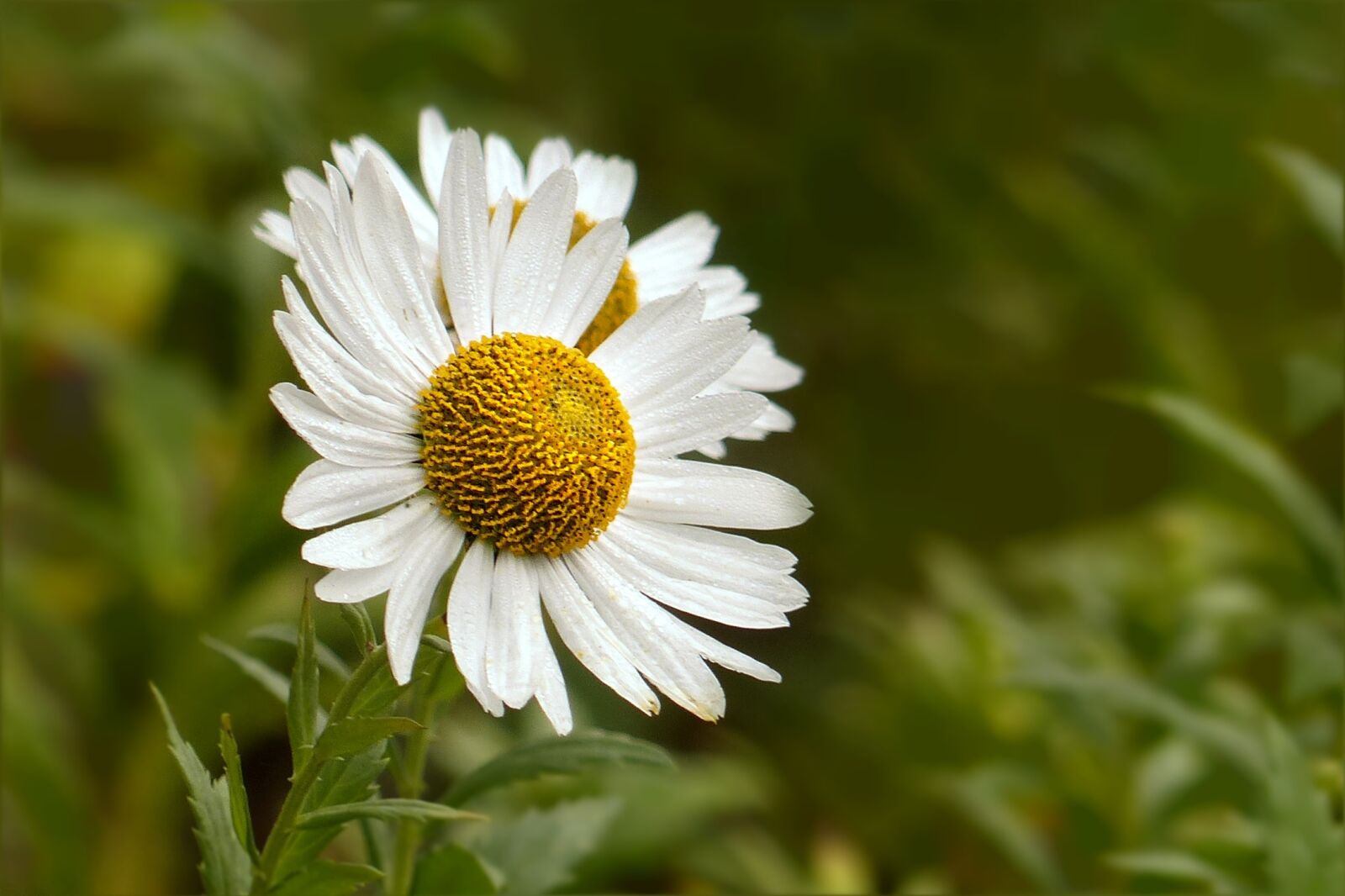 Panasonic Lumix DMC-FZ200 sample photo. Flower, marguerite, leucanthemum photography
