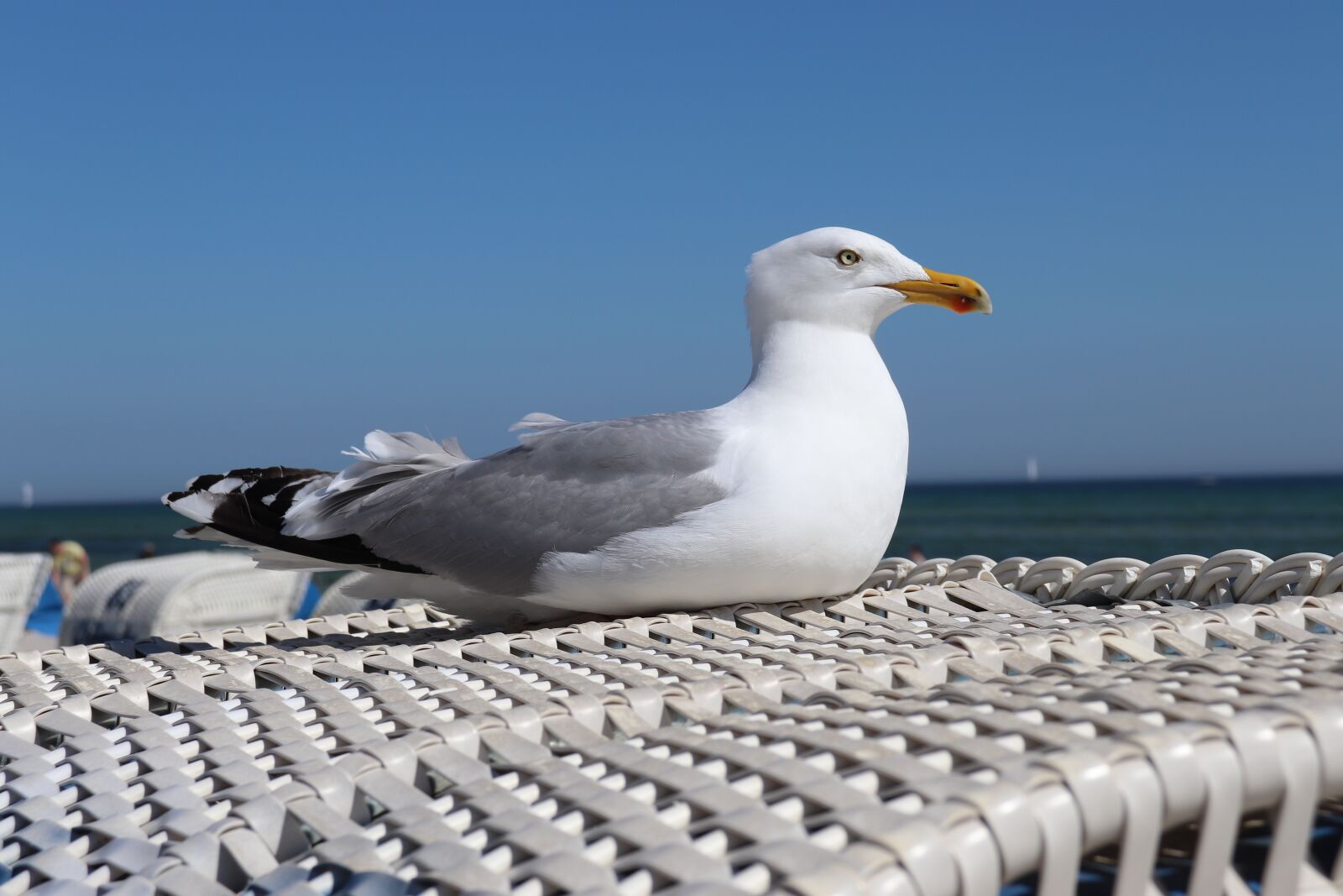 Canon EOS 77D (EOS 9000D / EOS 770D) sample photo. Gull, baltic sea, bird photography