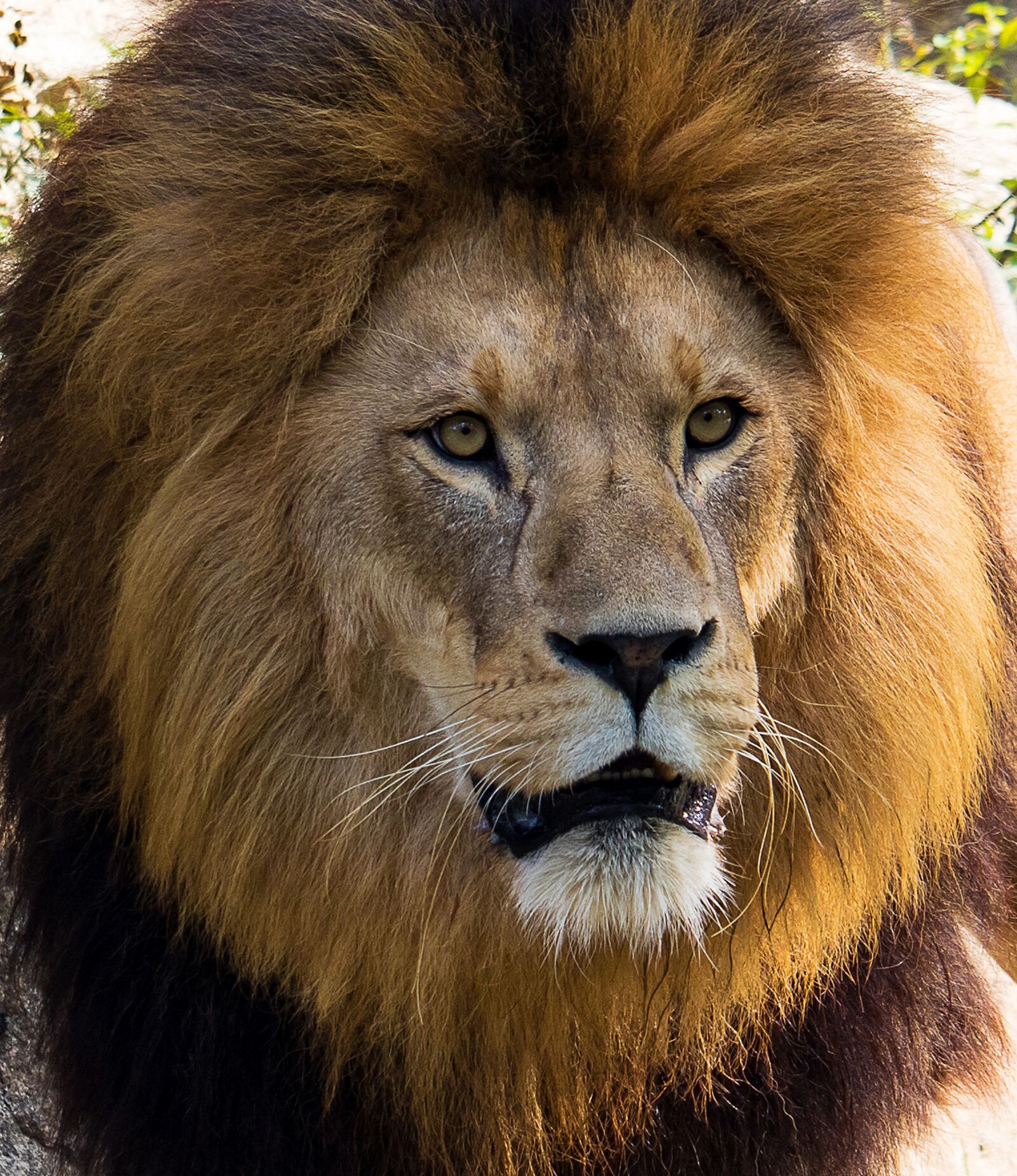 Canon EOS 80D sample photo. Lion, predator, big cat photography