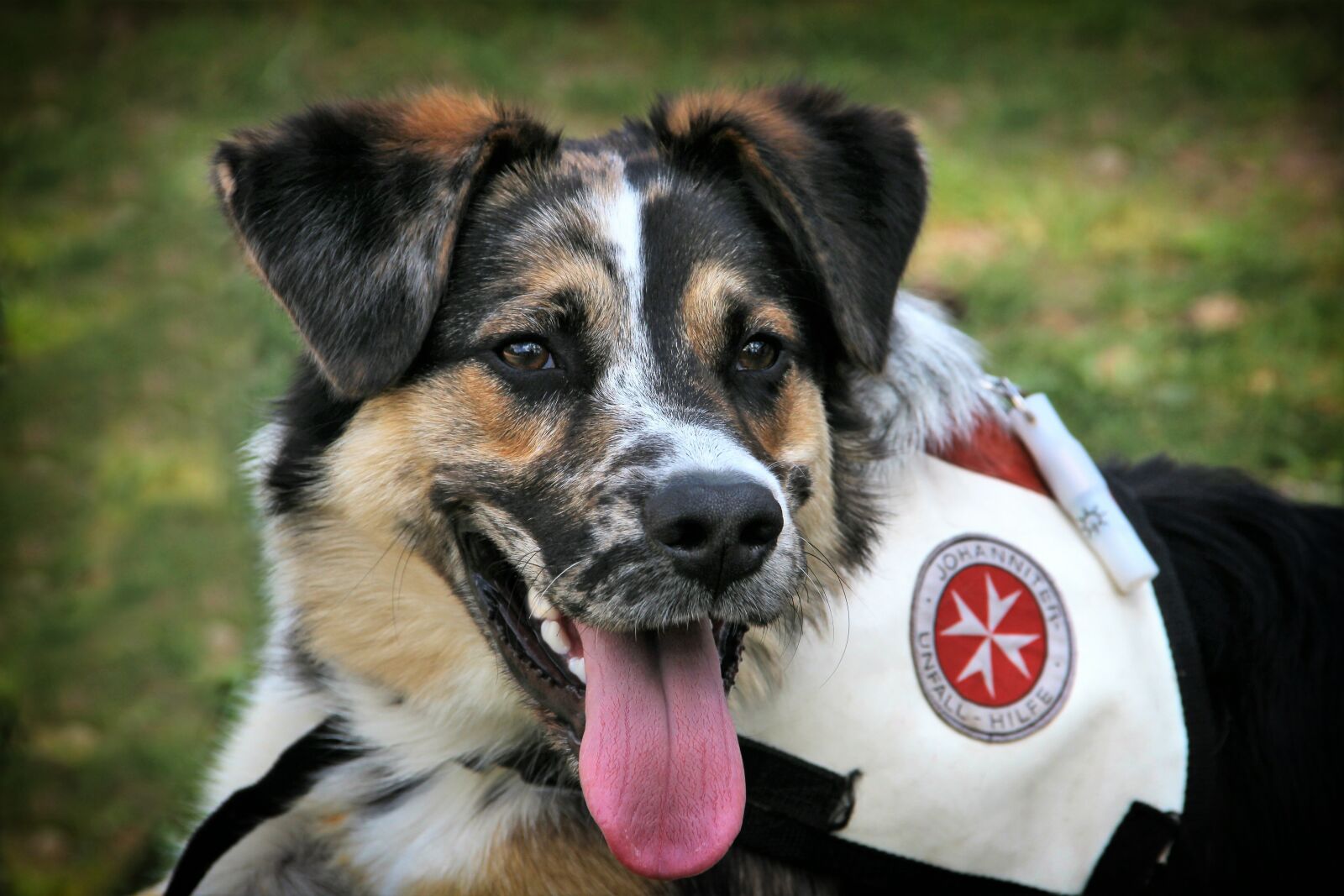 Canon EOS 600D (Rebel EOS T3i / EOS Kiss X5) sample photo. Dog, rescue, help photography