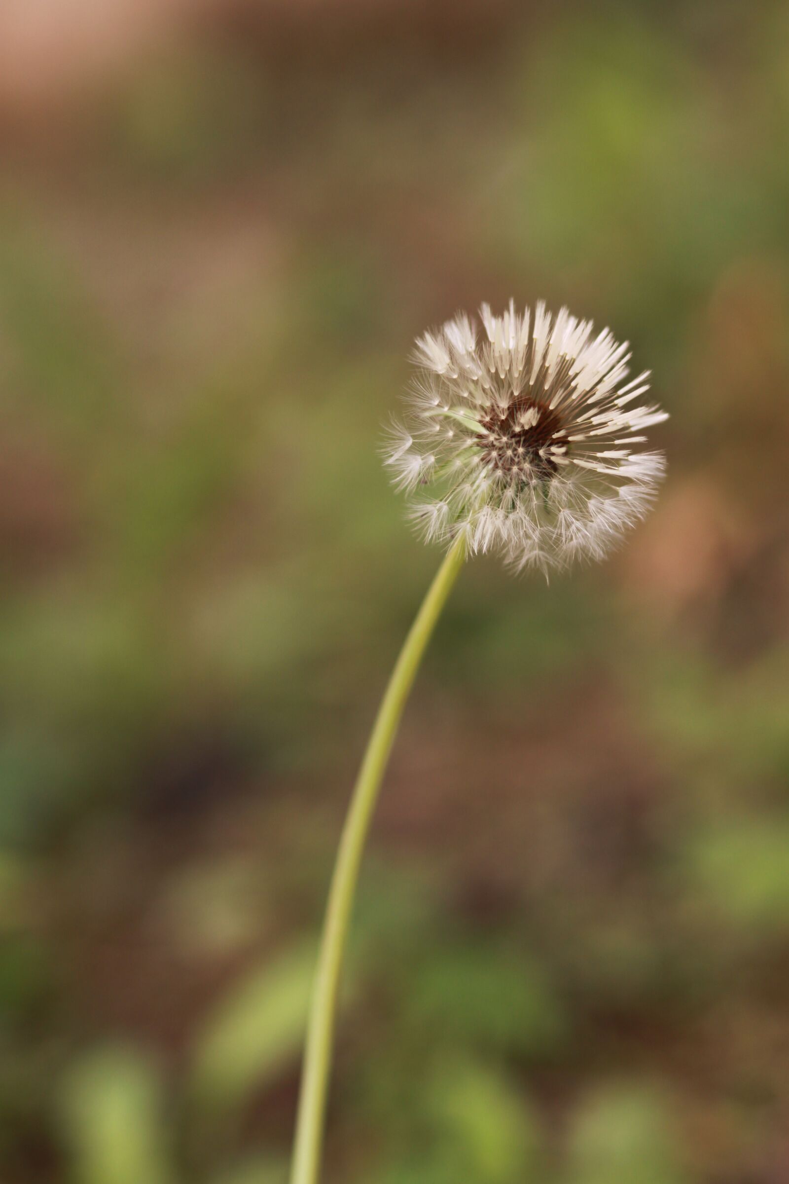 Canon EOS 500D (EOS Rebel T1i / EOS Kiss X3) sample photo. Dandelion, dandelion seeds, mr photography