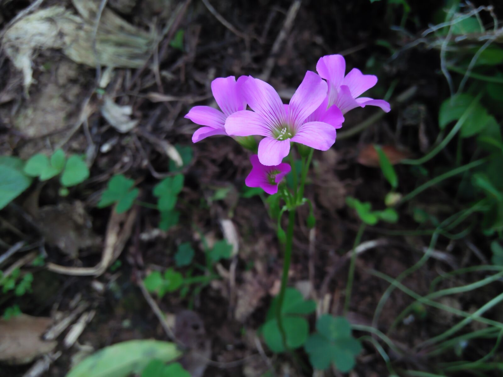 OPPO A37fw sample photo. Flowers, small, purple photography