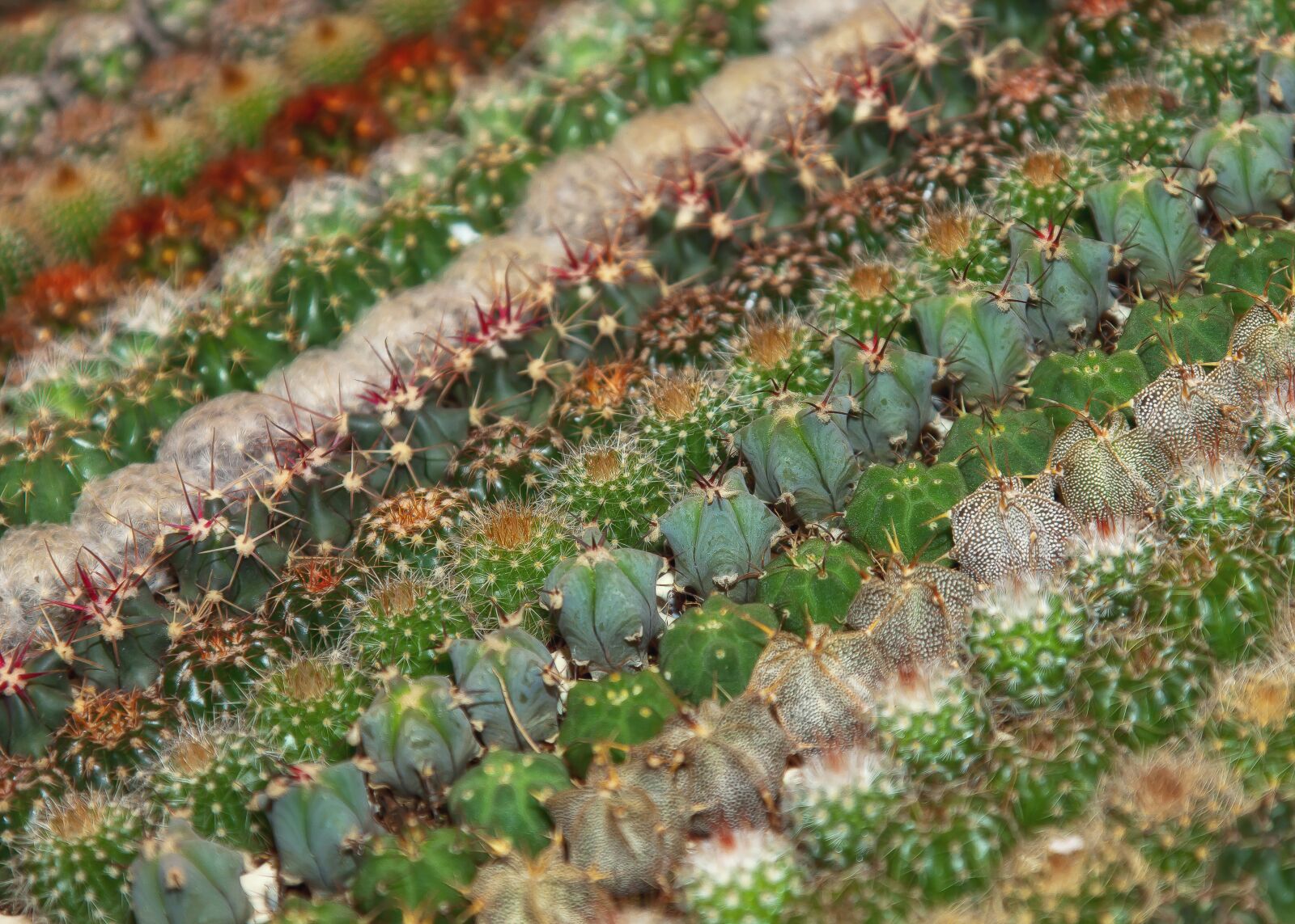 Canon EOS 50D + Canon EF 24-105mm F4L IS USM sample photo. Cactus, sting, plant photography