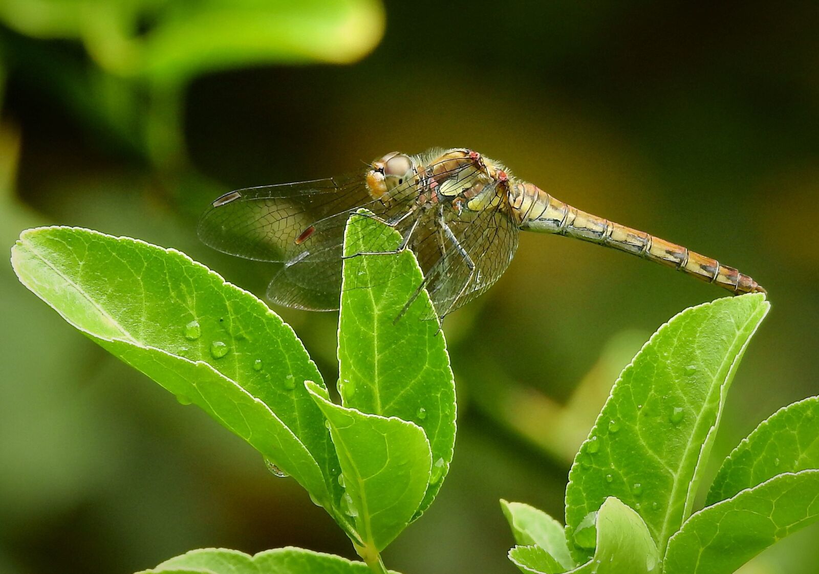 Nikon Coolpix P900 sample photo. Nature, bug, sheet photography